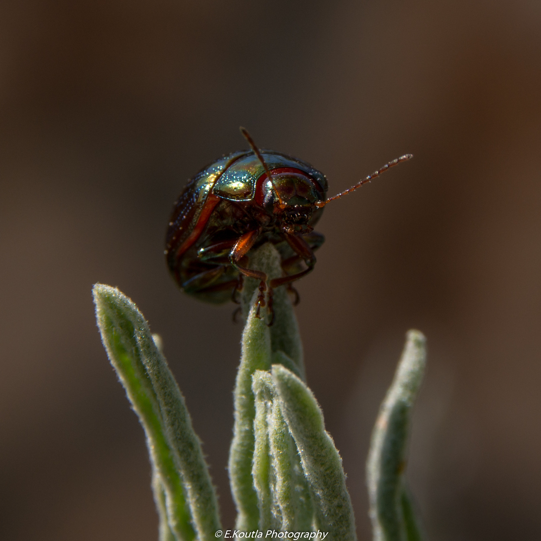 Sigma 17-70mm F2.8-4 DC Macro OS HSM | C sample photo. Little photography