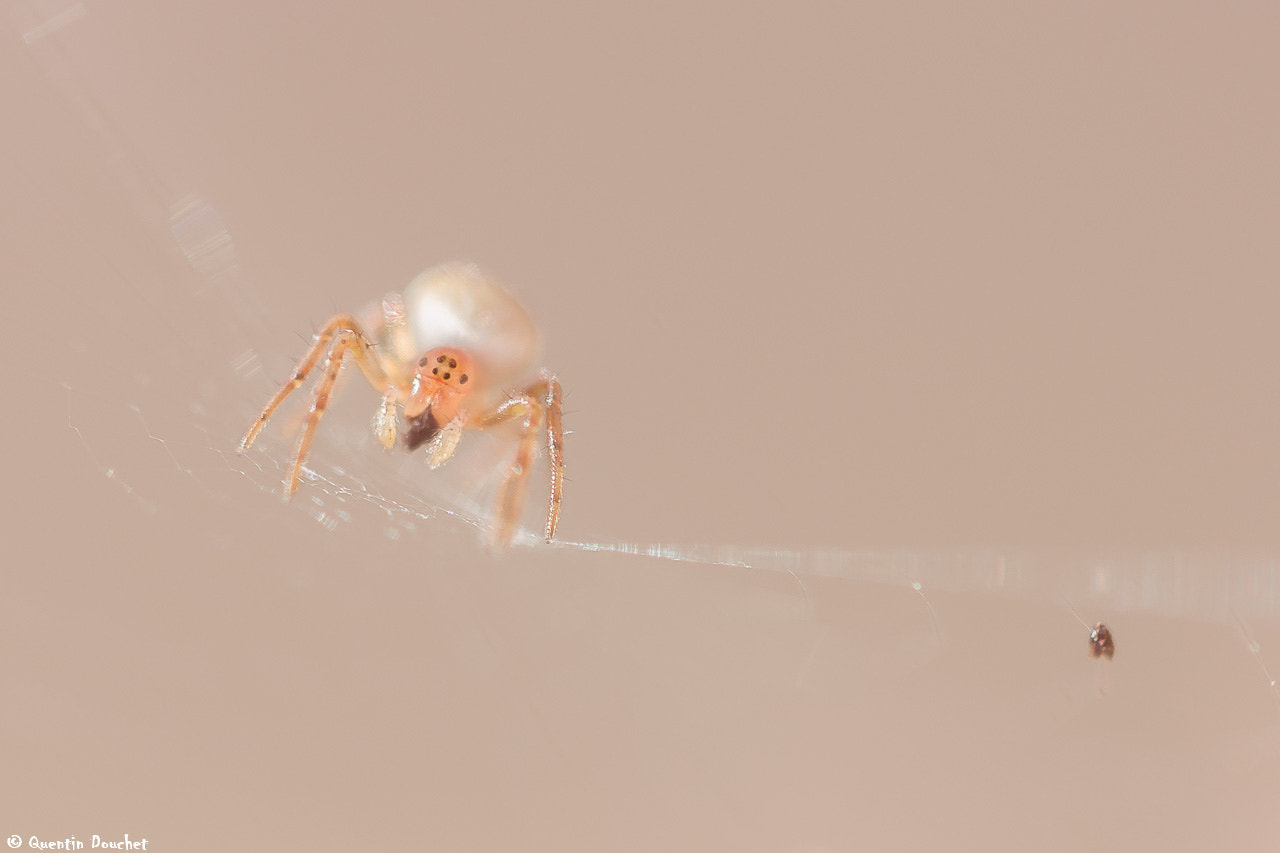 Canon EF 100mm F2.8 Macro USM sample photo. Petite araignée sur toile photography