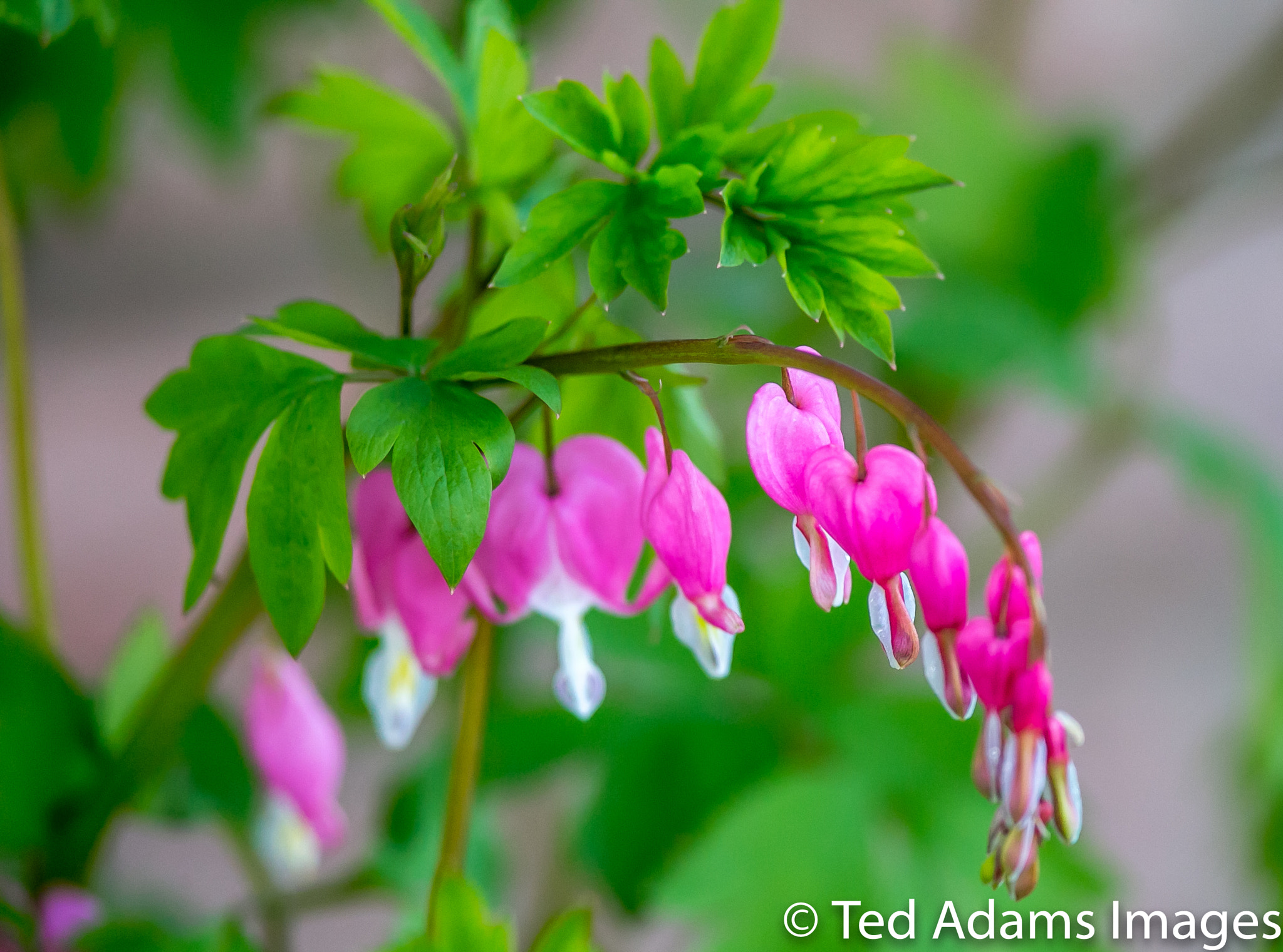 Canon EF 300mm F2.8L IS USM sample photo. Fountain court plant photography