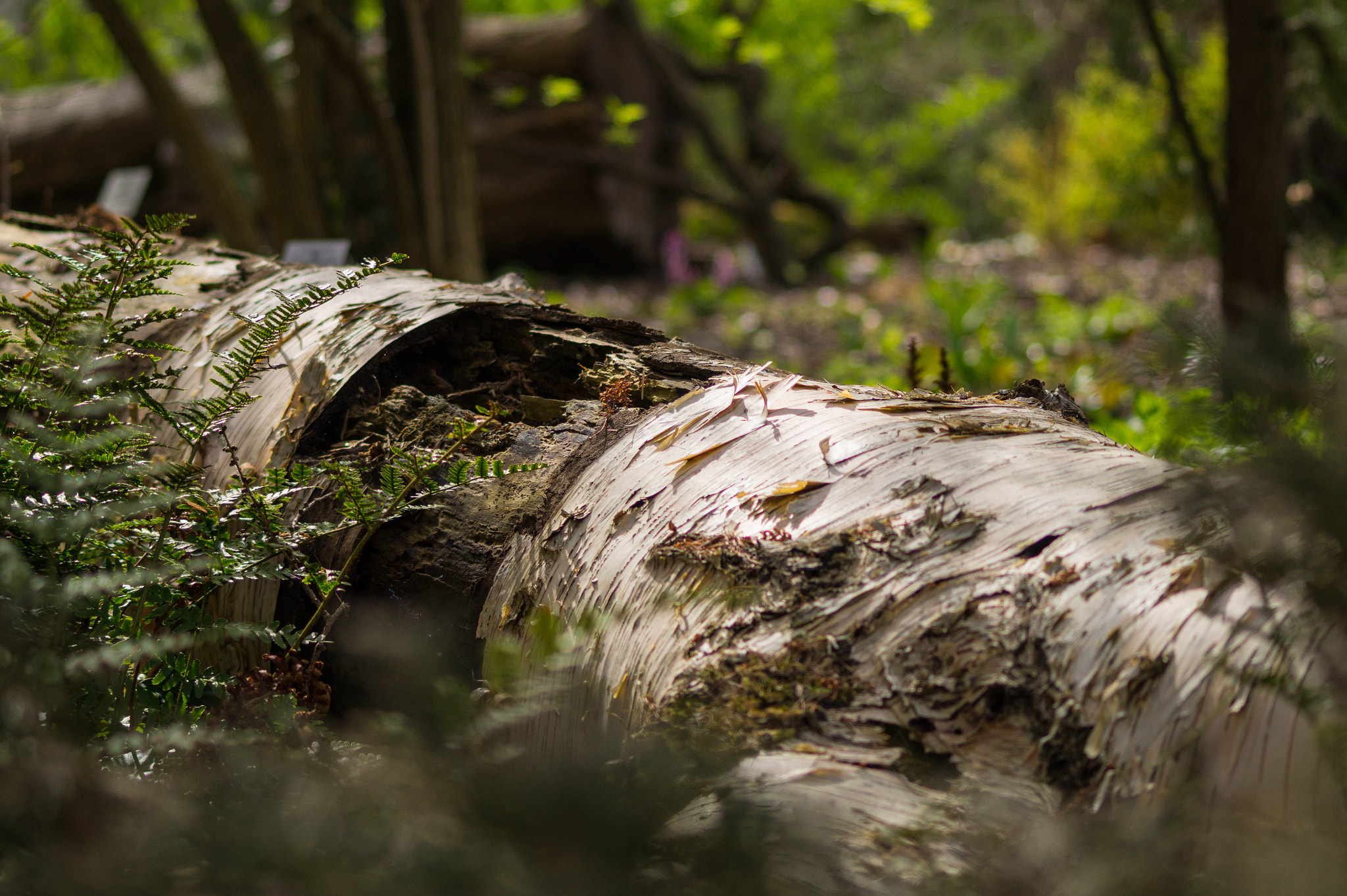 Sigma 70-300mm F4-5.6 DL Macro sample photo. Tree photography