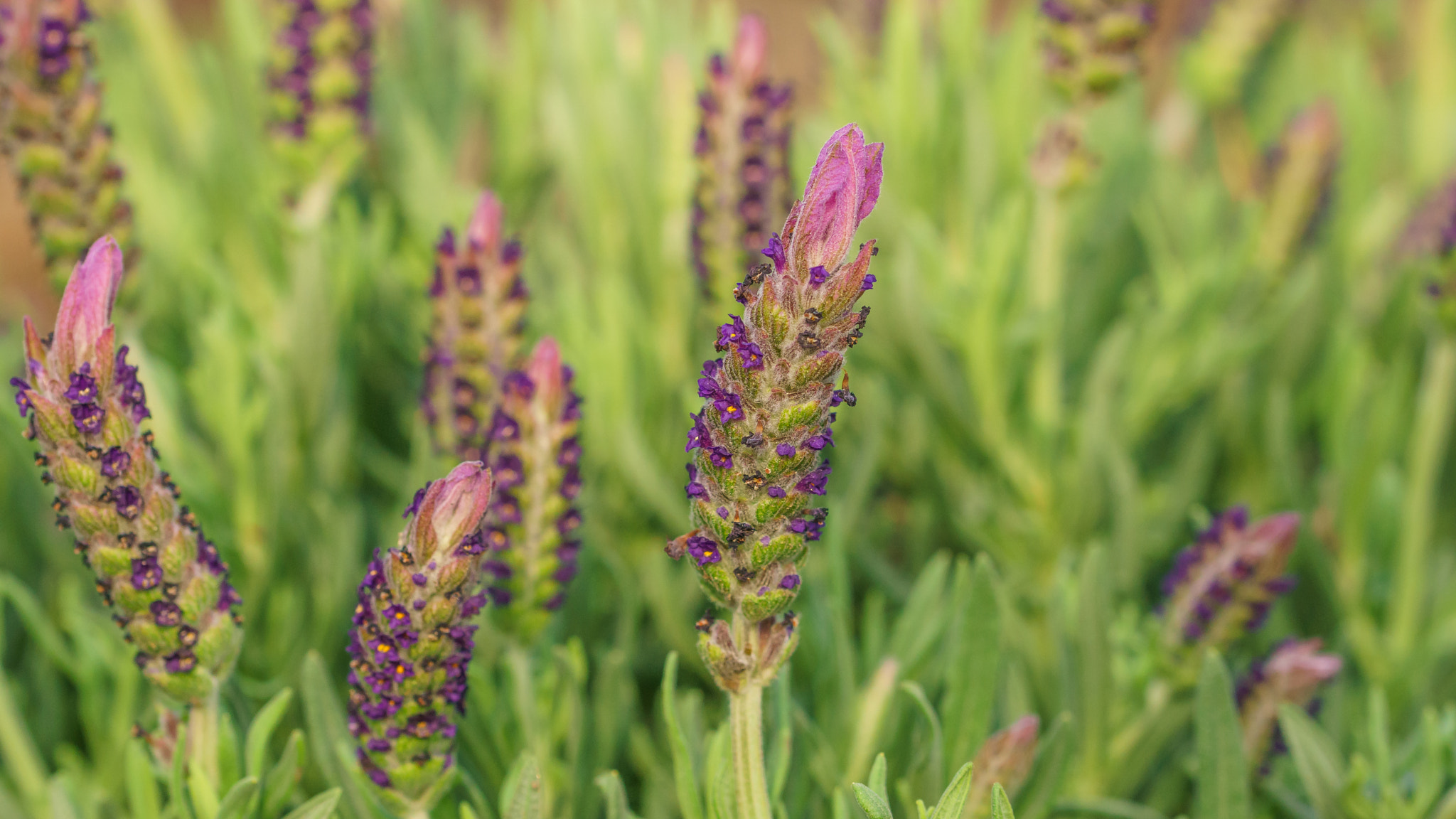 Sony a6000 + 90mm F2.8 Macro SSM sample photo. Lavender photography