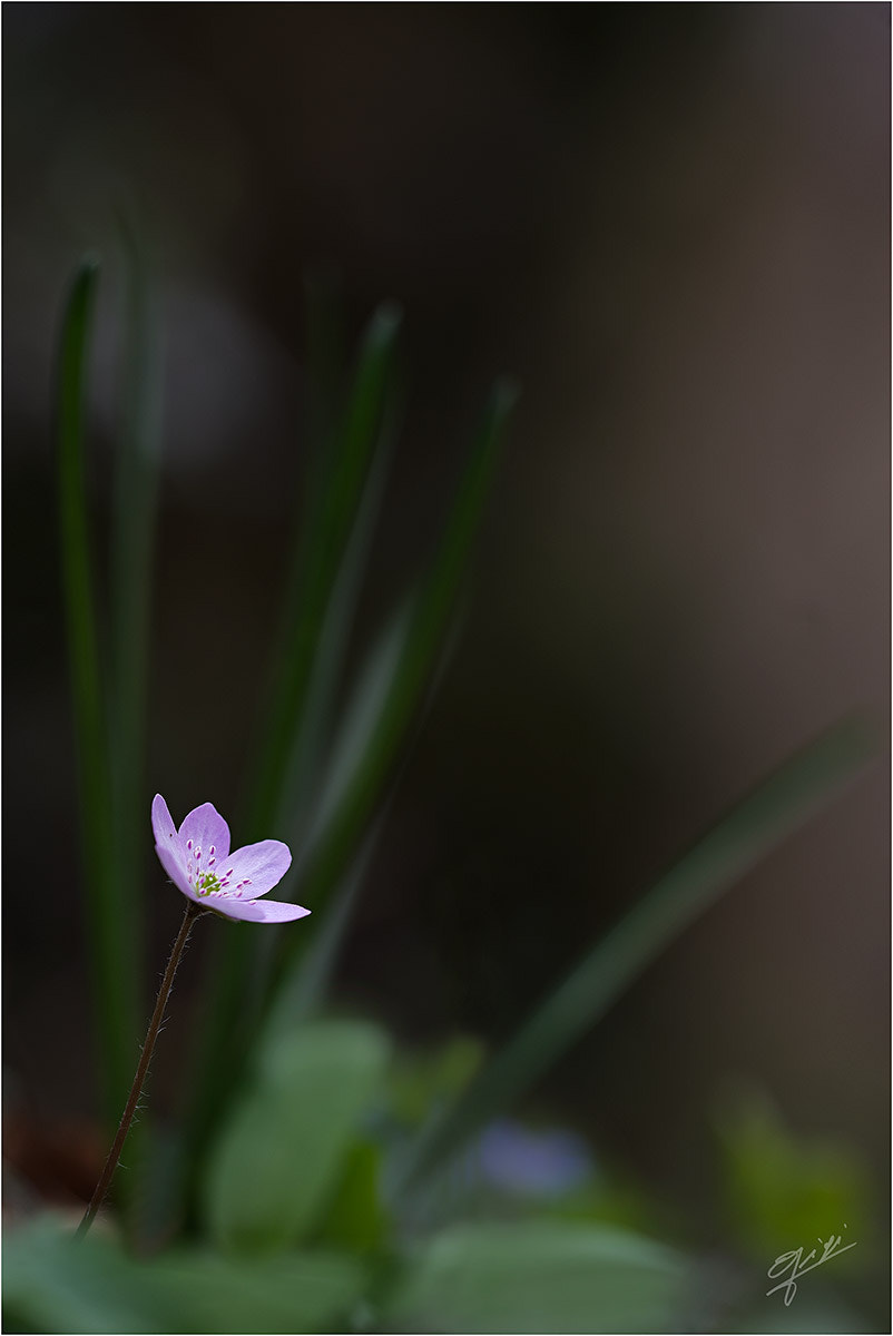 Sigma 150mm F2.8 EX DG OS Macro HSM sample photo. Hepatica rosa photography