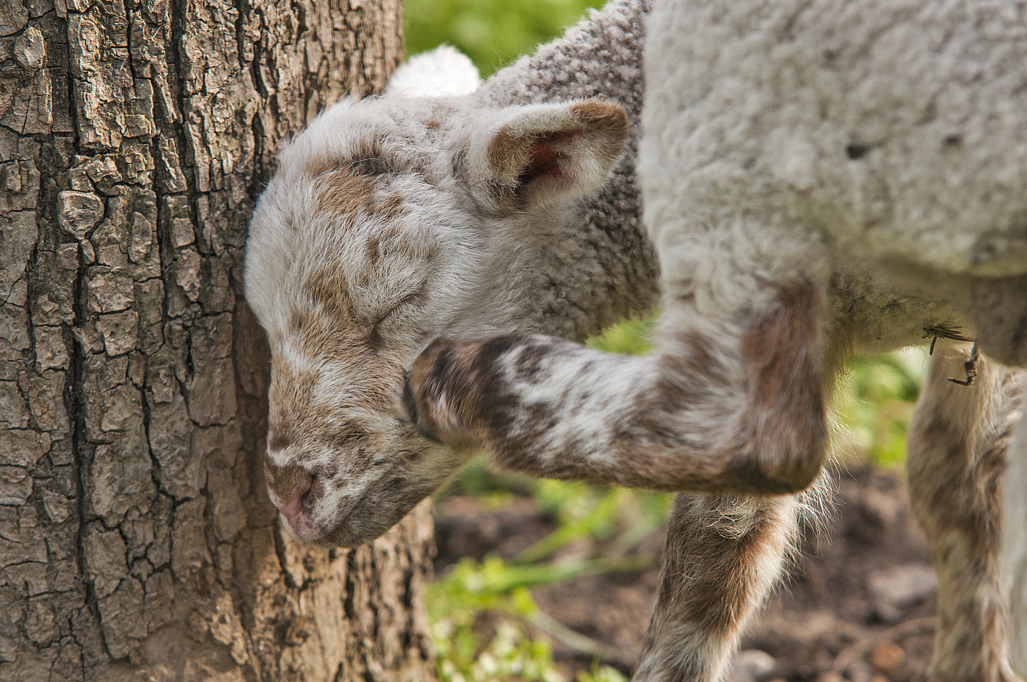 Sigma 70-200mm F2.8 EX DG Macro HSM II sample photo. Little lamb 3 photography