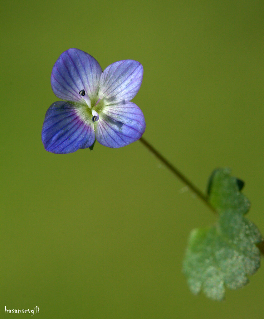 Sigma APO Macro 150mm f/2.8 EX DG HSM sample photo. Veronica photography