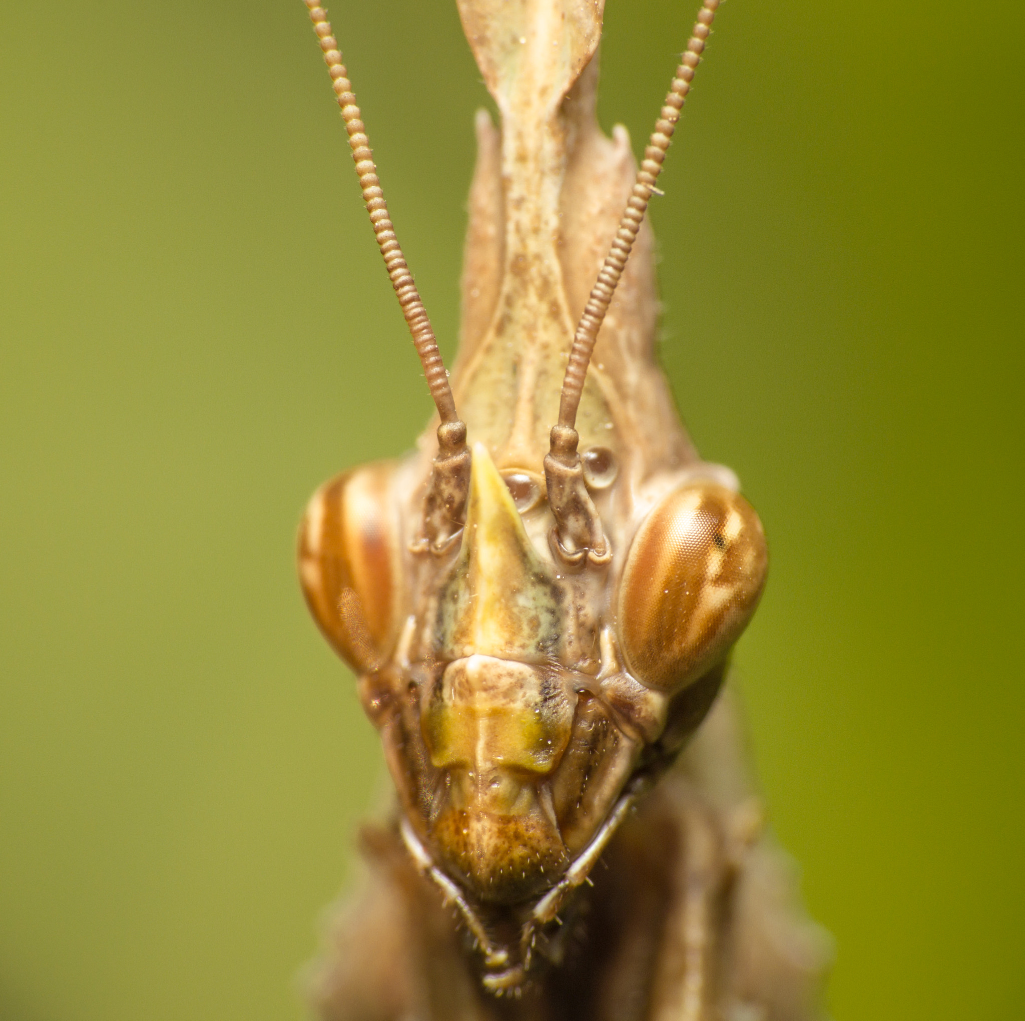 Tamron SP AF 180mm F3.5 Di LD (IF) Macro sample photo. Face photography