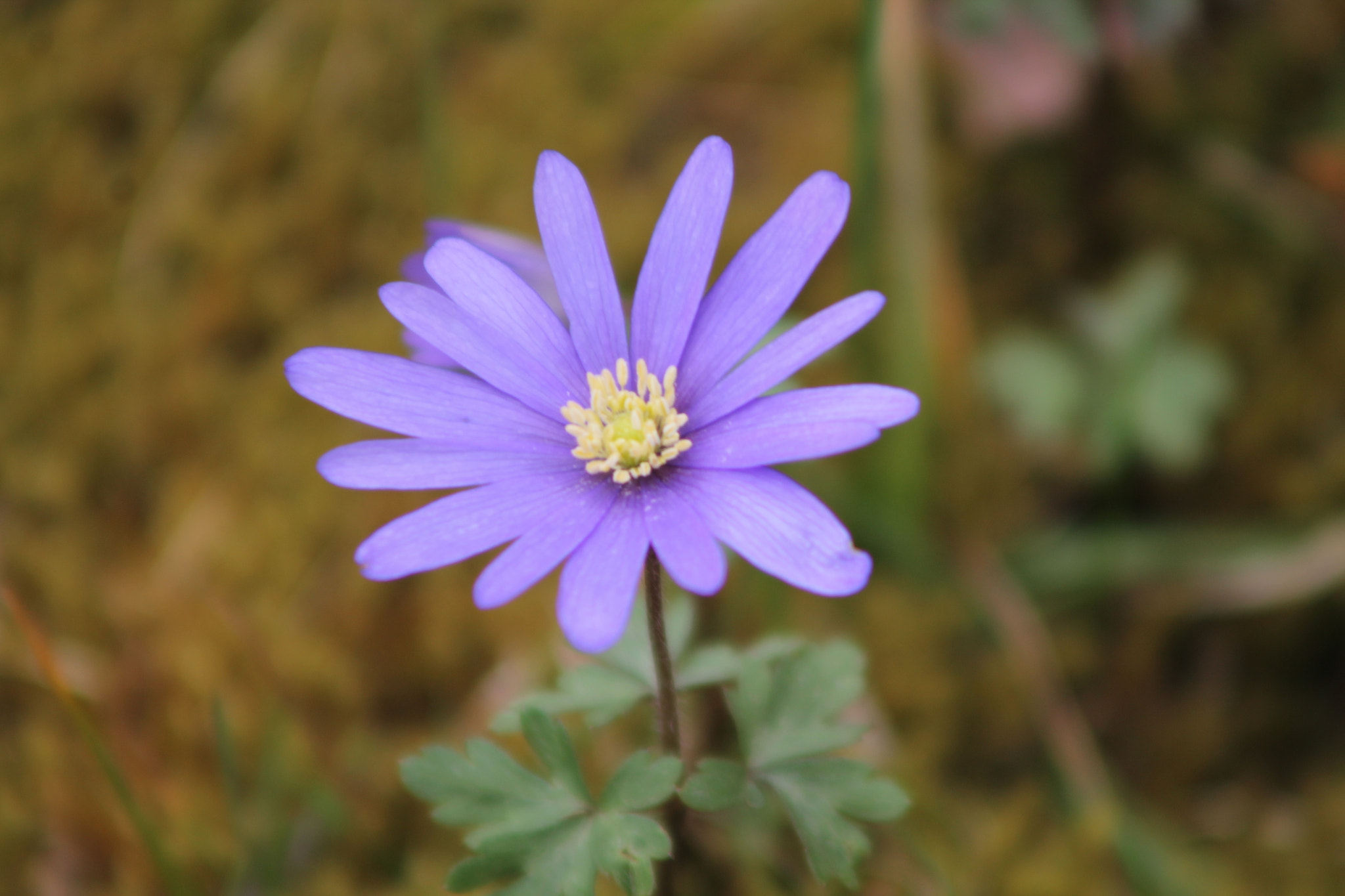 Canon EF 90-300mm F4.5-5.6 USM sample photo. Anemone photography