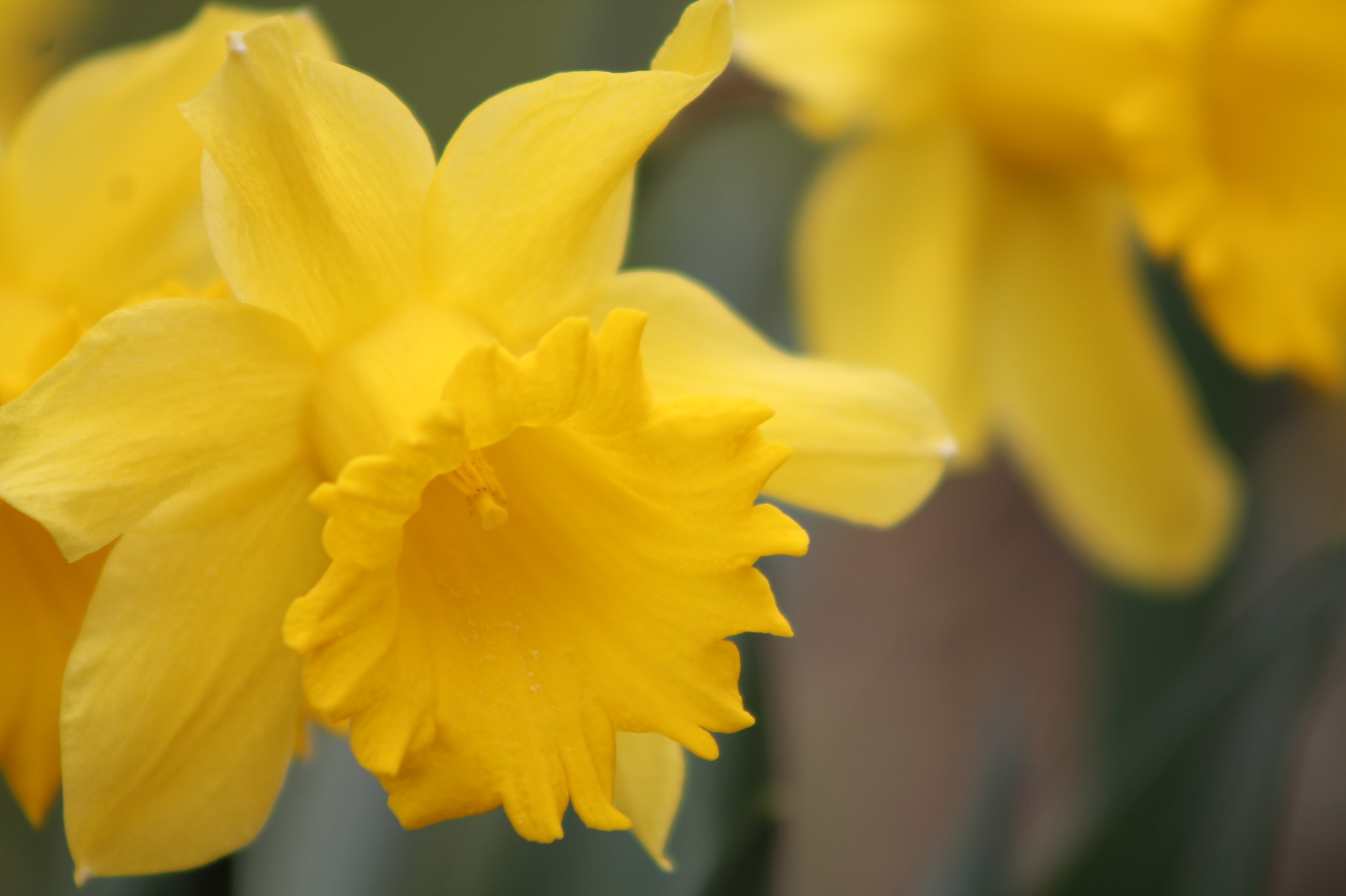 Canon EF 90-300mm F4.5-5.6 USM sample photo. Daffodils photography