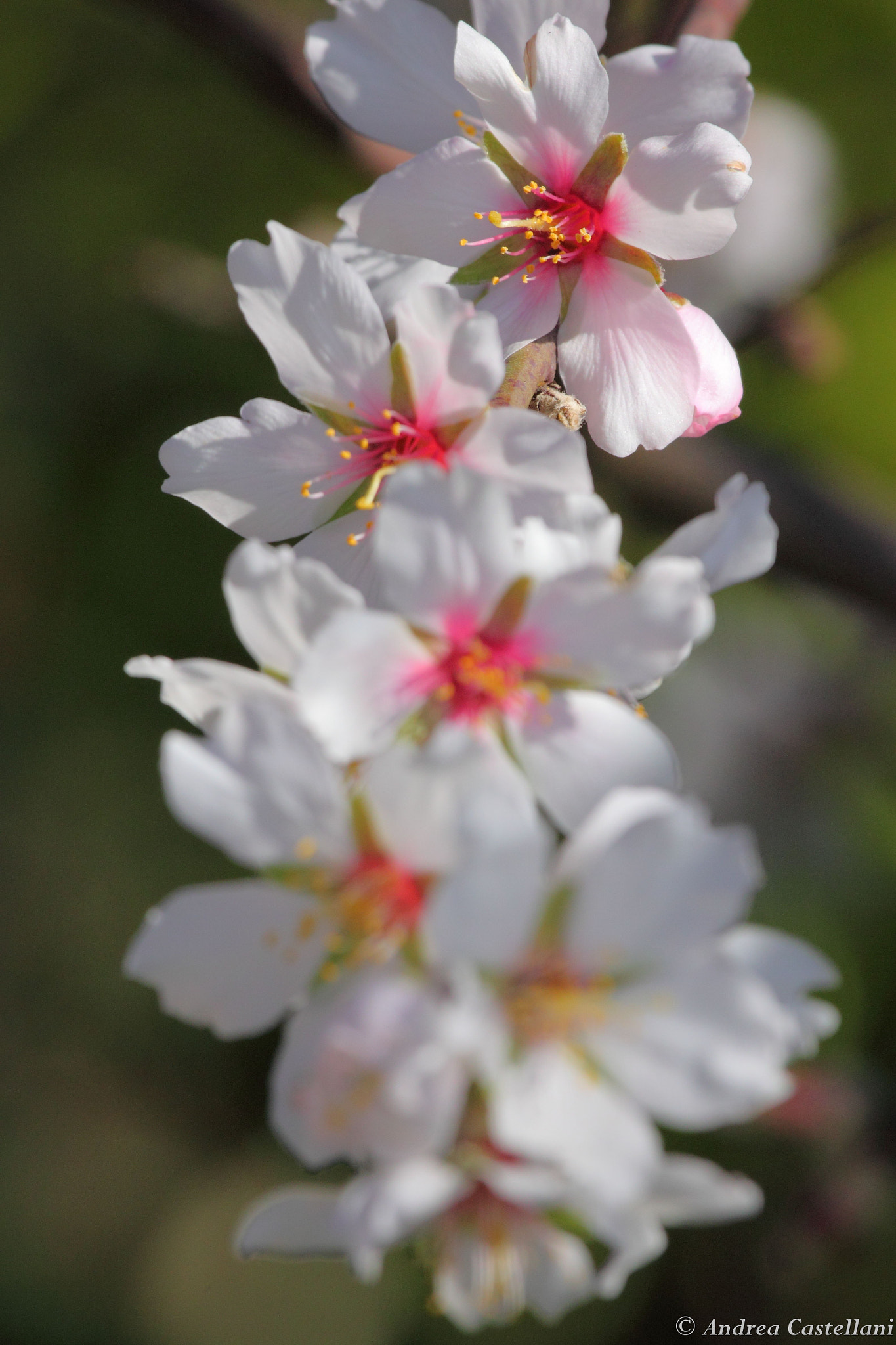 Canon EF 100-400mm F4.5-5.6L IS USM sample photo. Flowers in spring - fiori di mandorlo photography