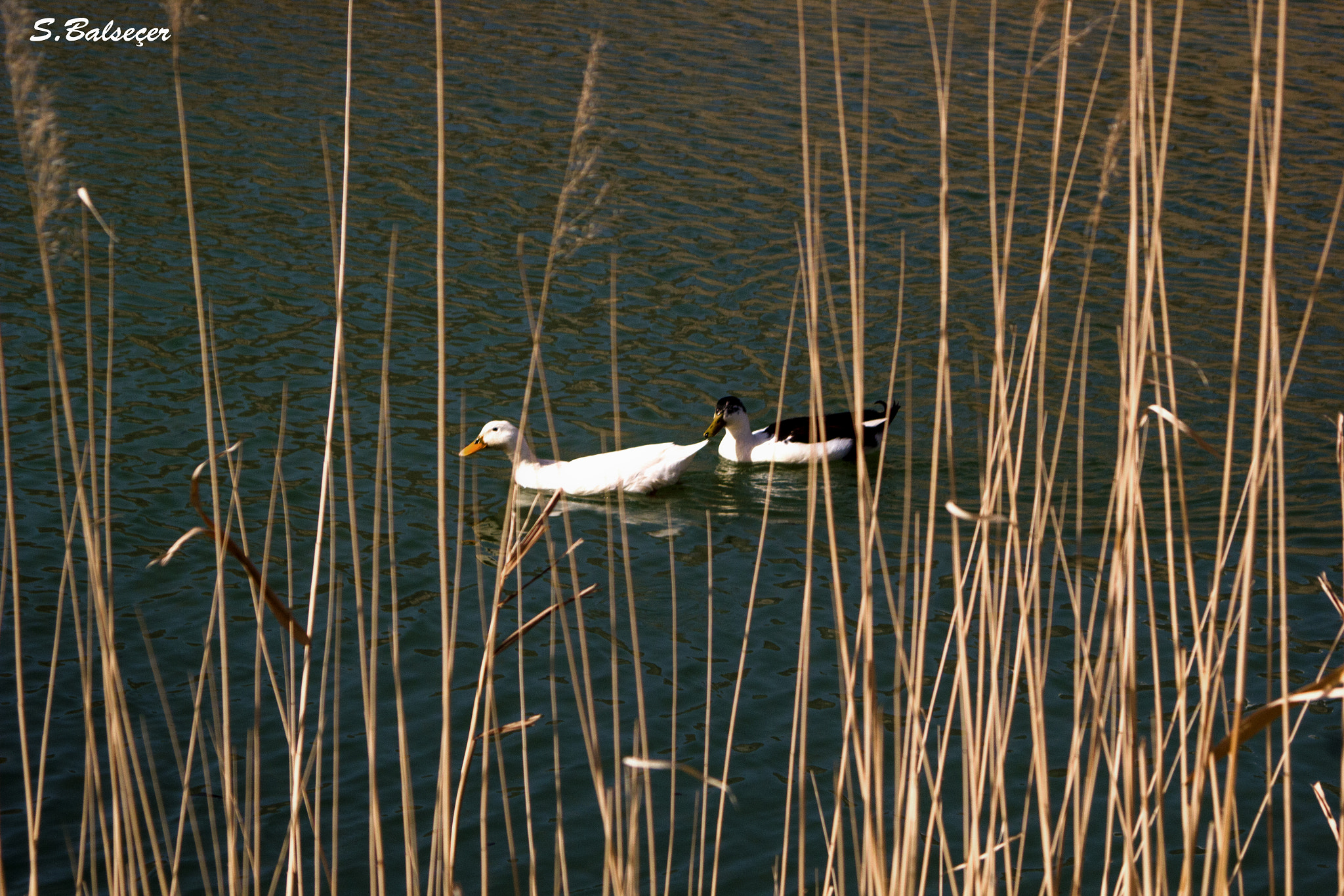 Canon EF 35-135mm f/4-5.6 USM sample photo