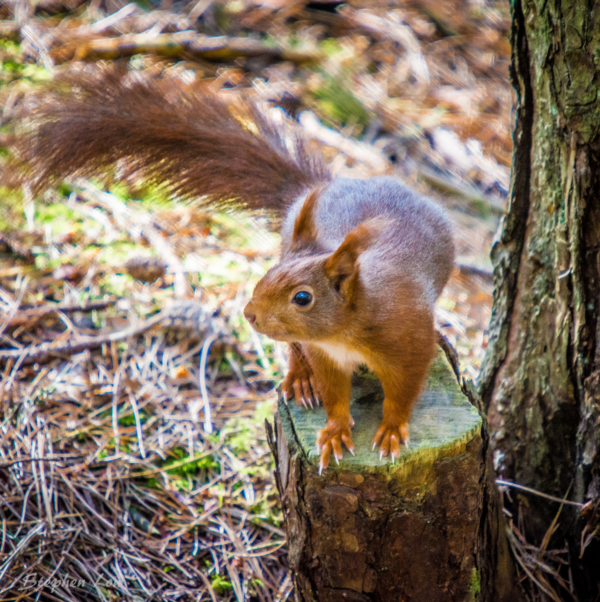Sigma 50-500mm F4-6.3 EX APO RF HSM sample photo. Red squirrel 2 photography