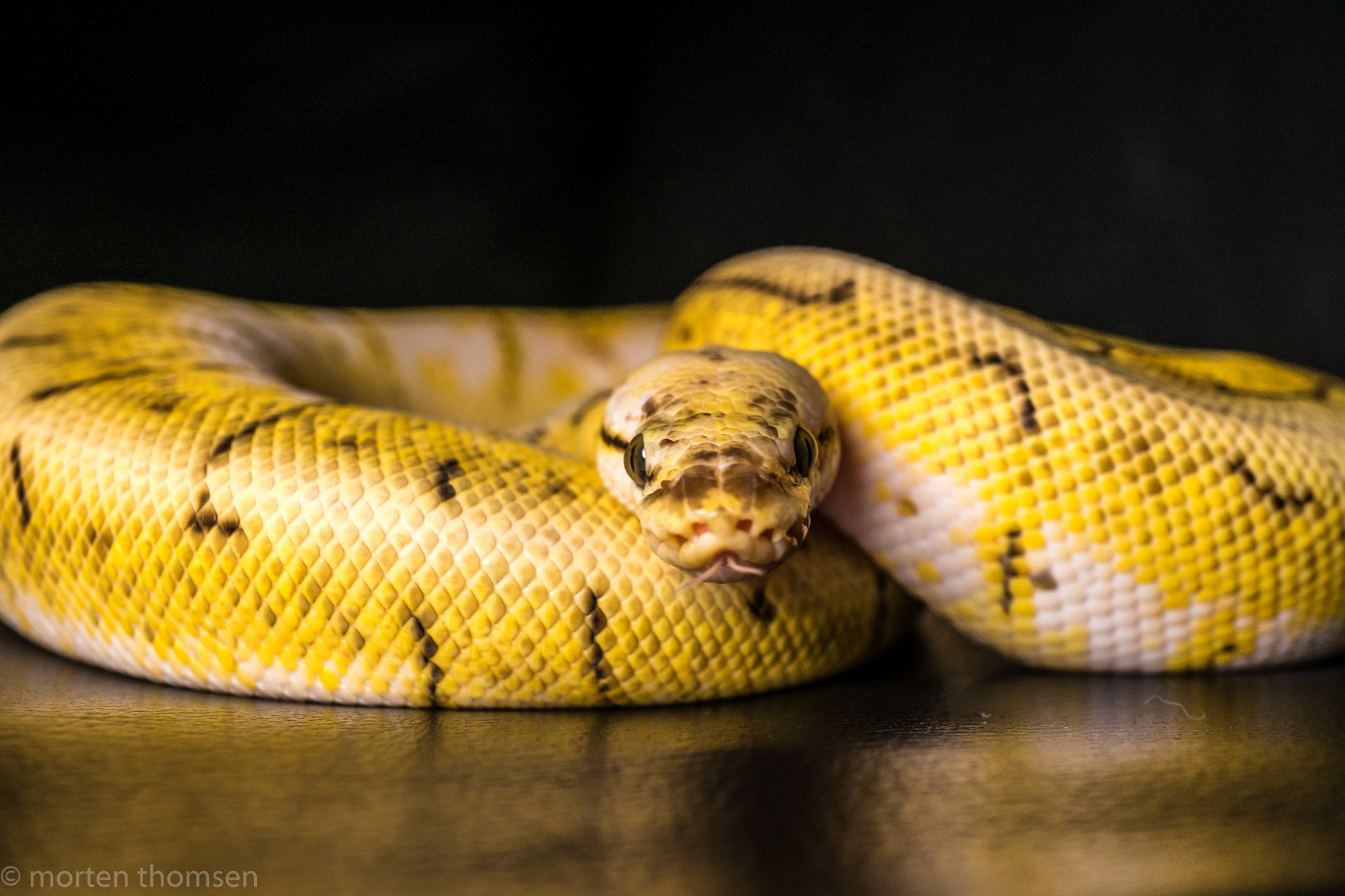 Sony a7 II + Sony E 30mm F3.5 Macro sample photo. Spinner blast ball python photography