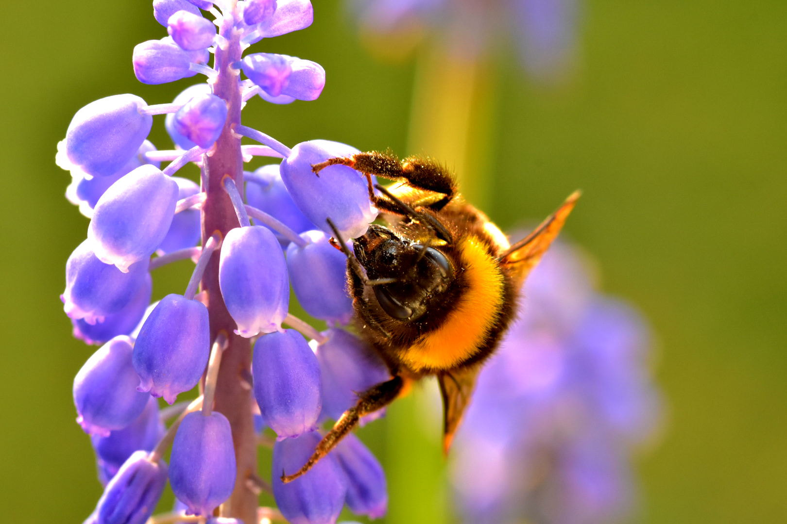 Nikon D7200 + Sigma 105mm F2.8 EX DG Macro sample photo. Wasp photography