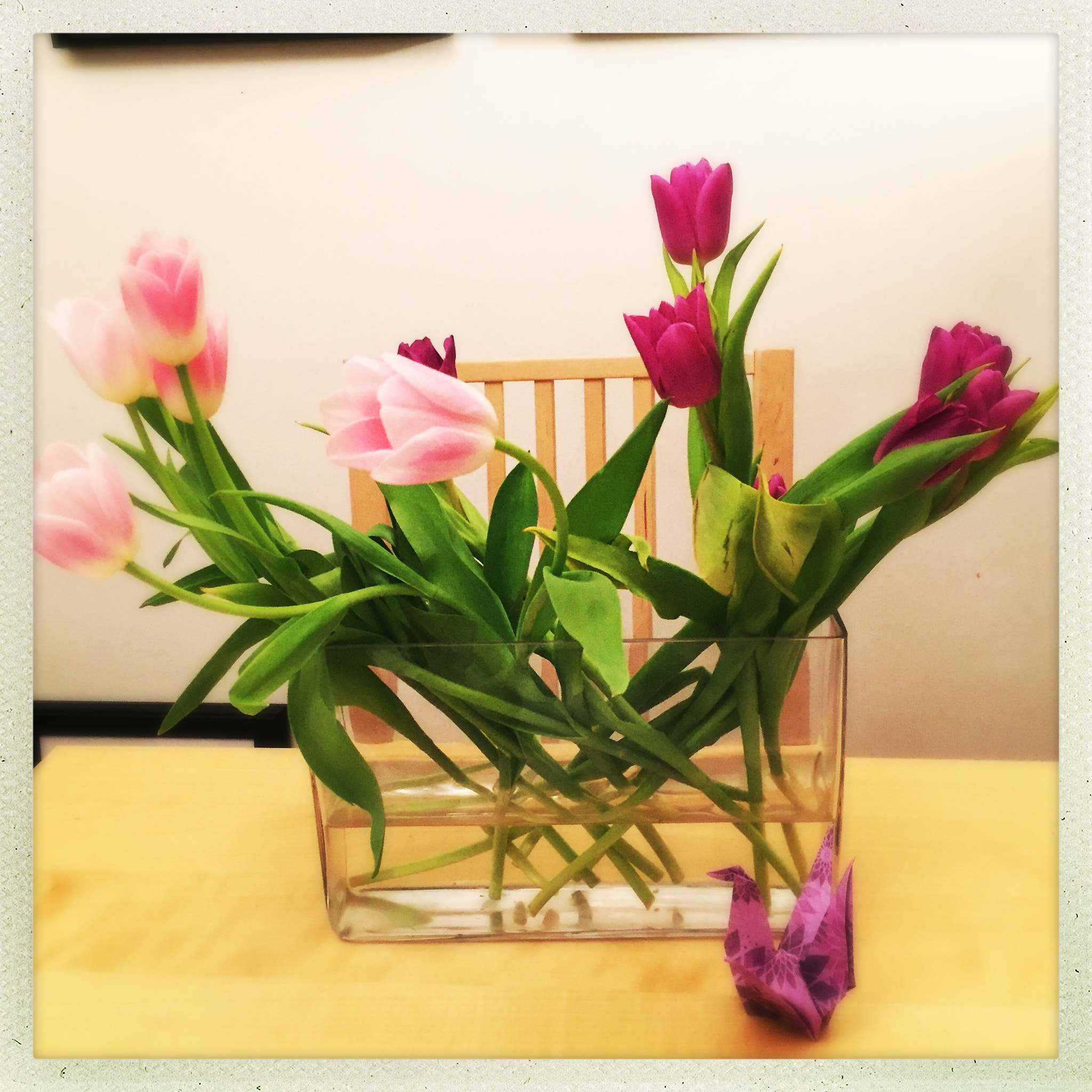 Hipstamatic 302 sample photo. Tulips photography