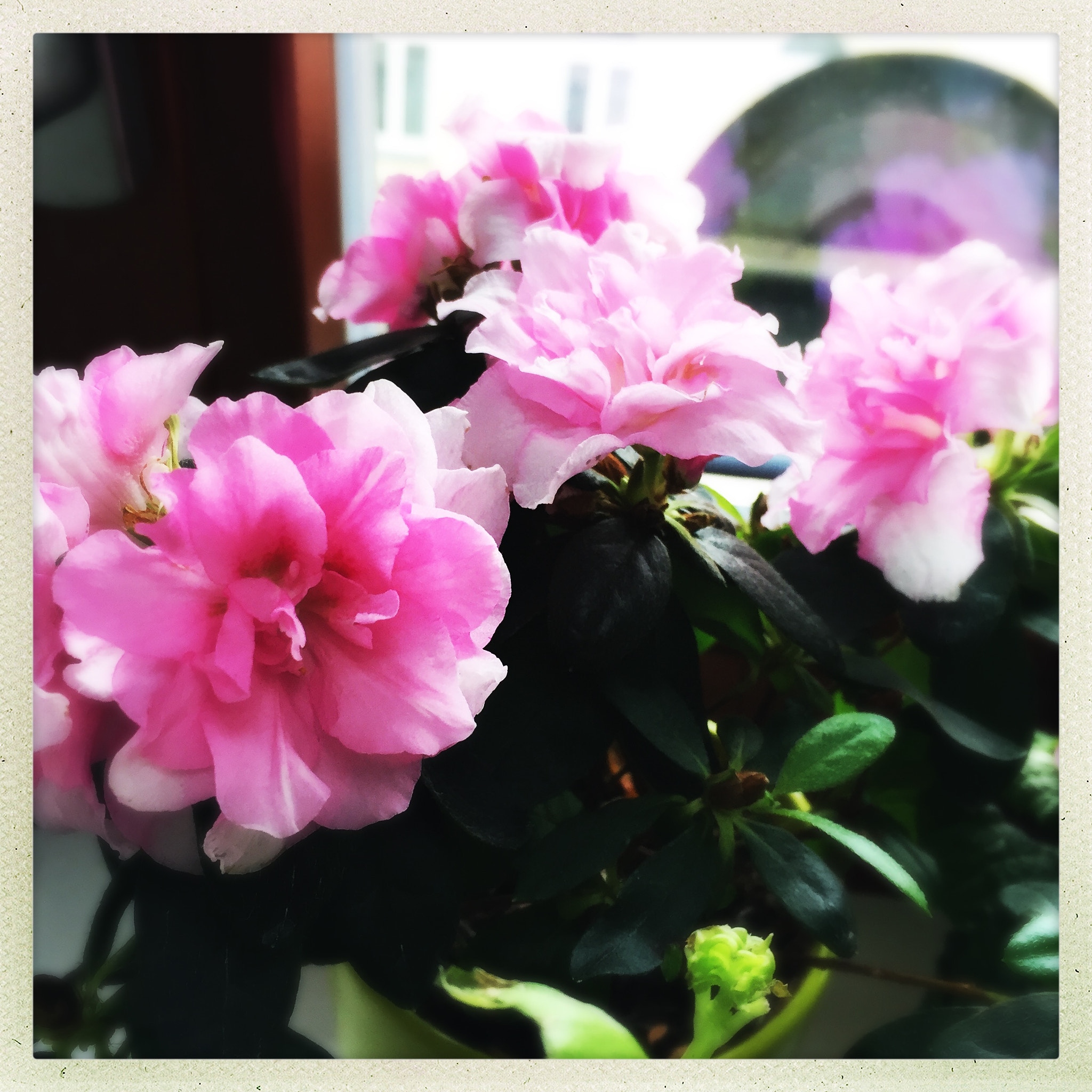 Hipstamatic 302 sample photo. Azalea photography