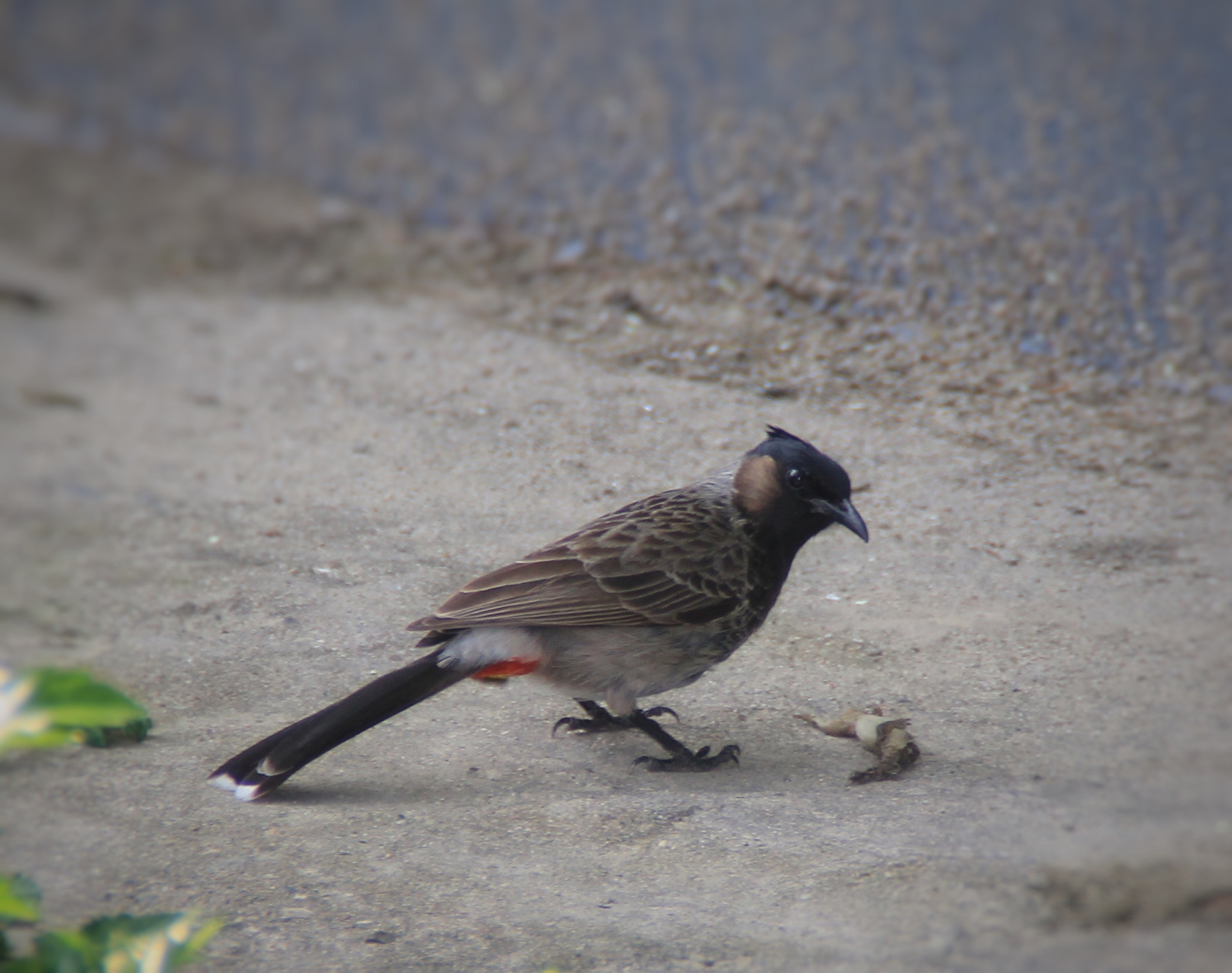 Canon EOS 60D + Canon 18-200mm sample photo. Morning breakfast photography