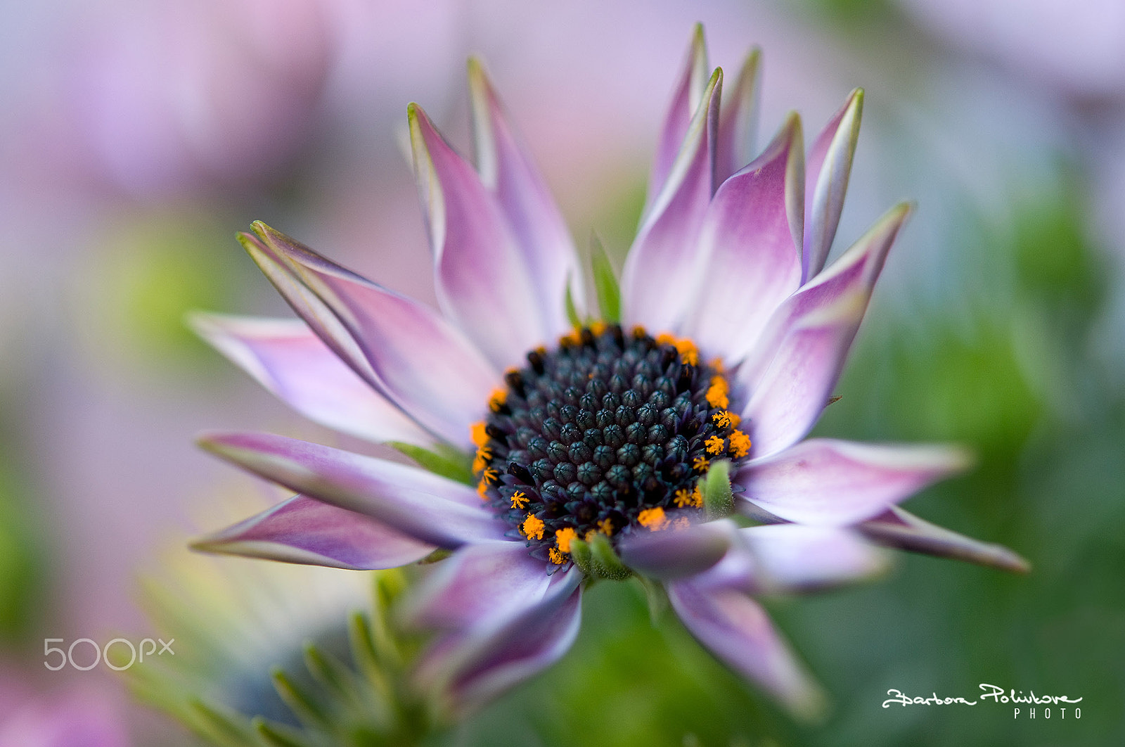 Nikon AF-S Micro-Nikkor 60mm F2.8G ED sample photo. Spring star photography