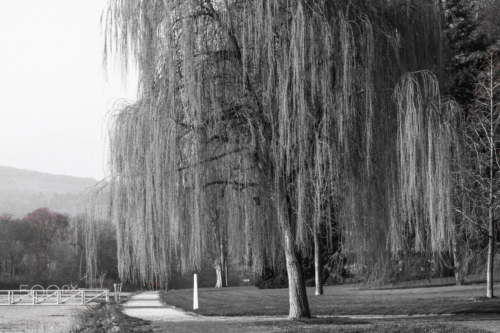 Canon EOS 1000D (EOS Digital Rebel XS / EOS Kiss F) sample photo. The weeping willow photography