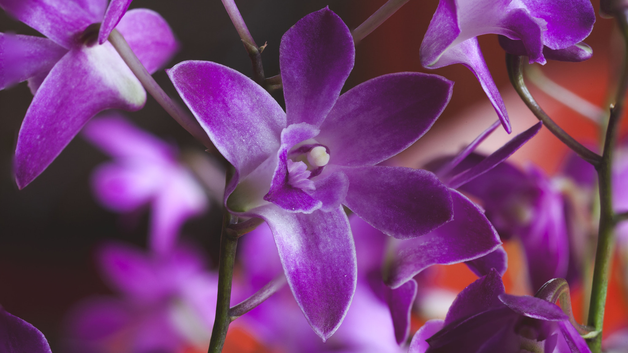 Sigma 105mm F2.8 EX DG OS HSM sample photo. " orchidea, berry oda " photography