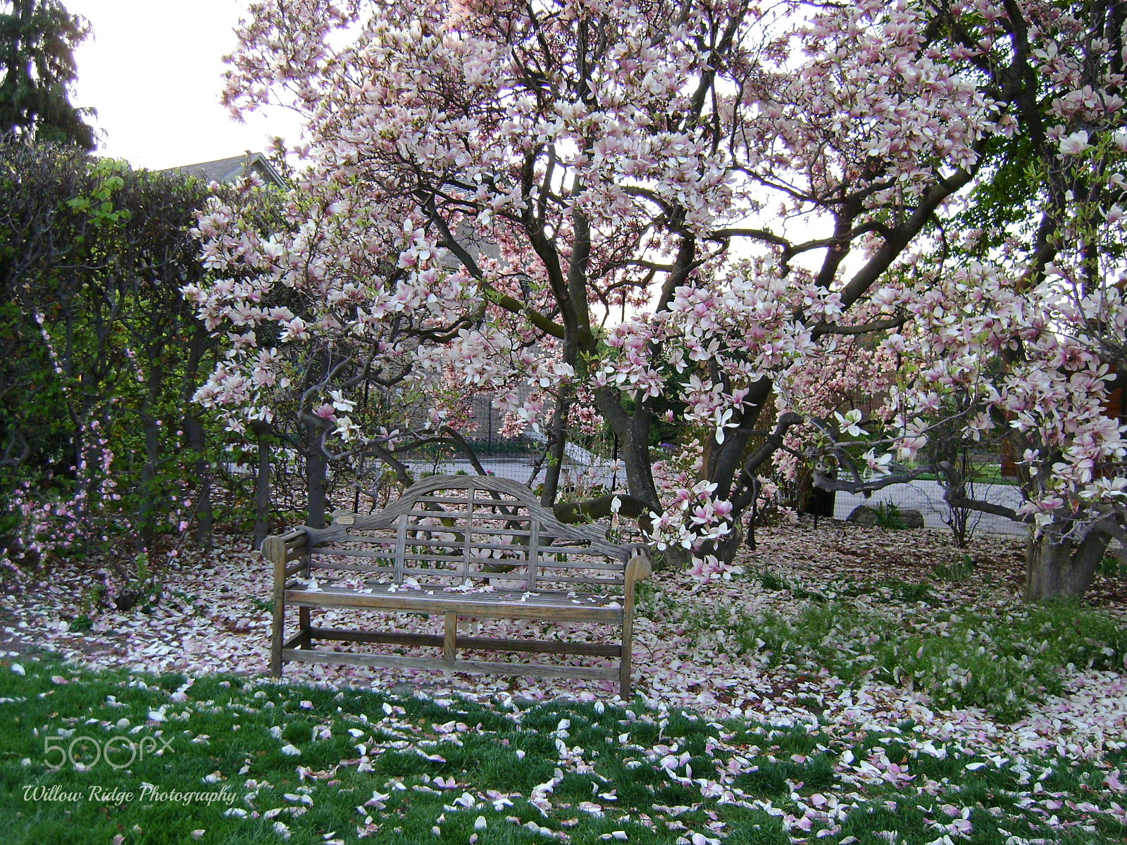 Sony DSC-S730 sample photo. Springtime bench photography