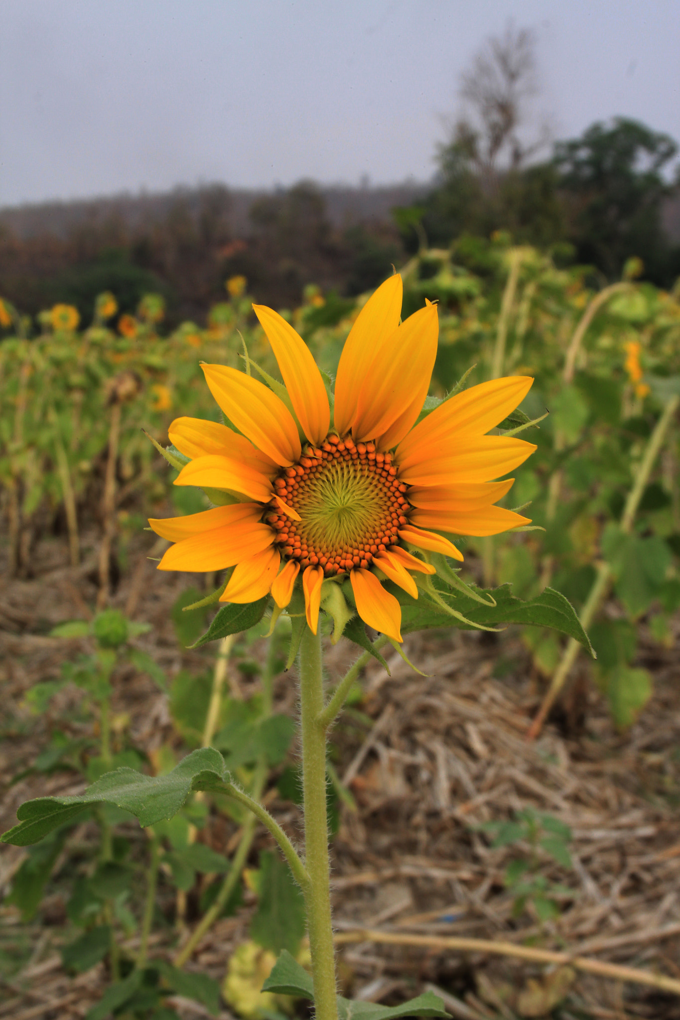 Canon EOS 60D + Canon 18-200mm sample photo. Sunflower photography