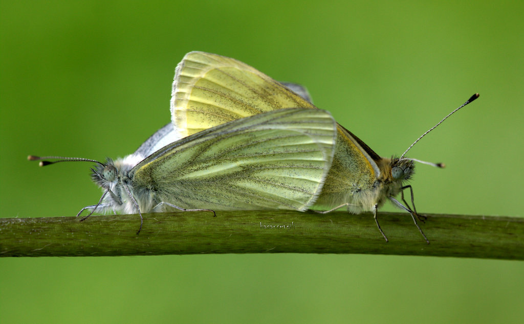 Sigma APO Macro 150mm f/2.8 EX DG HSM sample photo. Beauty photography