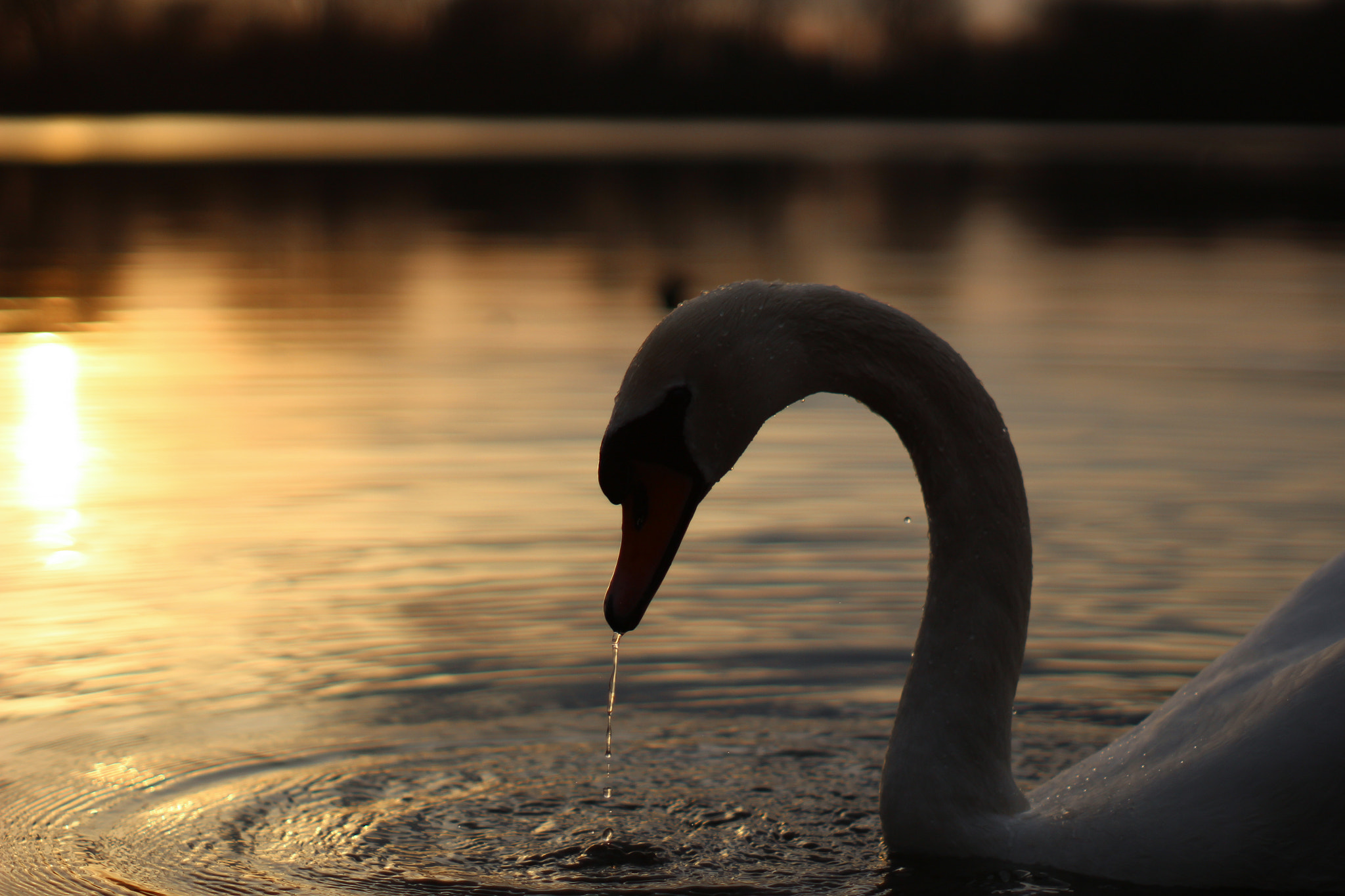 Canon EOS 100D (EOS Rebel SL1 / EOS Kiss X7) sample photo. Swanset photography