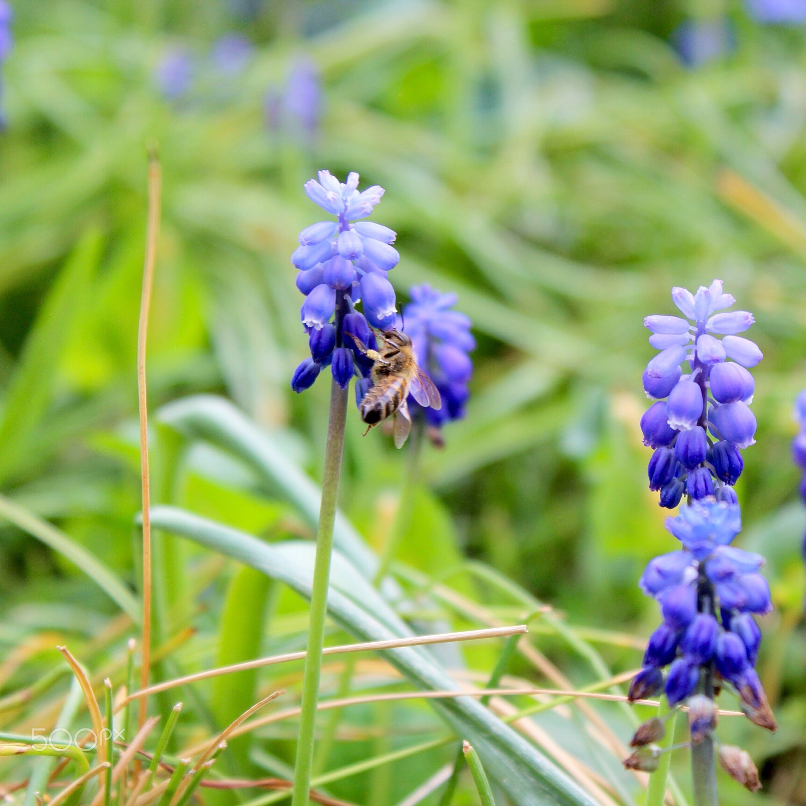 Canon EF-S 18-55mm F3.5-5.6 IS II sample photo. Bee at work photography