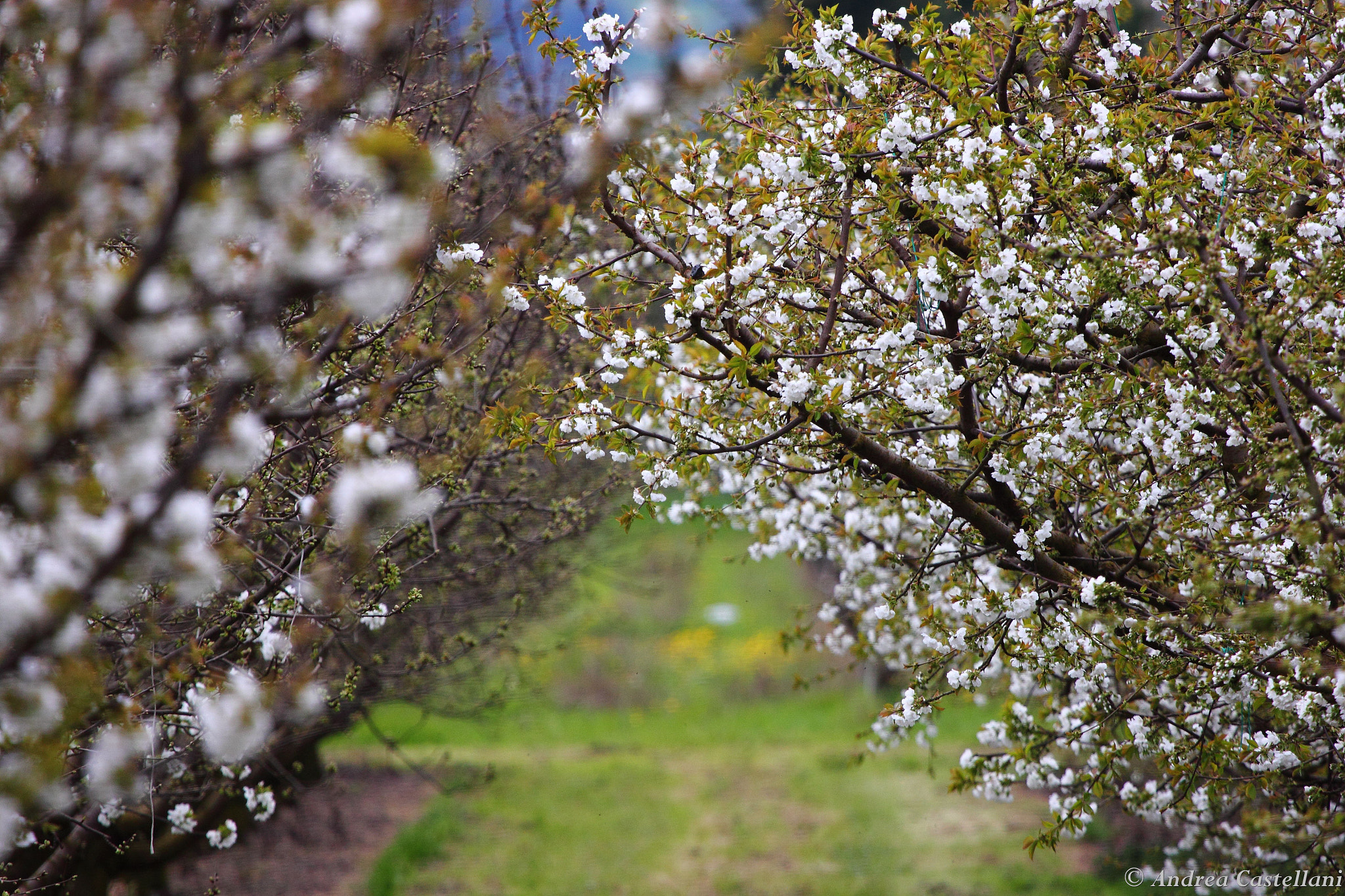 Canon EF 100-400mm F4.5-5.6L IS USM sample photo. Cherry tree flowers - ciliegi in fiore photography