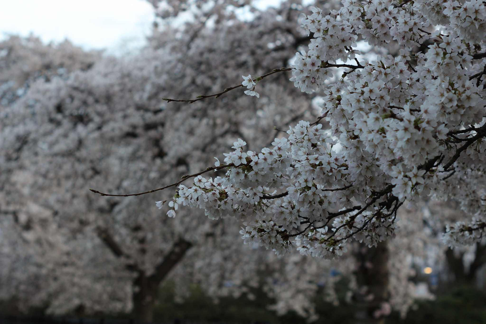 Canon EOS 100D (EOS Rebel SL1 / EOS Kiss X7) sample photo. Blossom photography