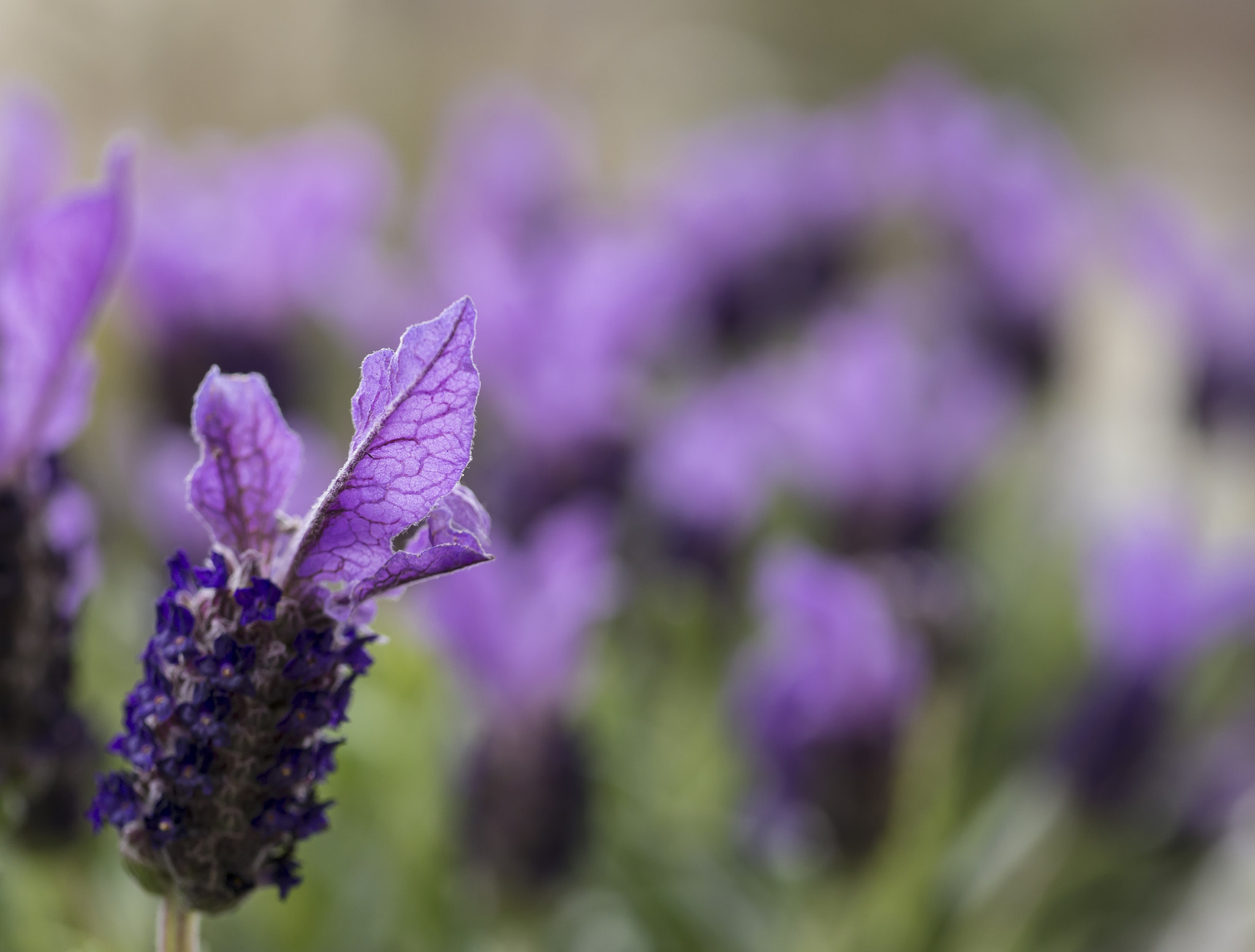 Panasonic Lumix DMC-G5 sample photo. Purple bliss photography