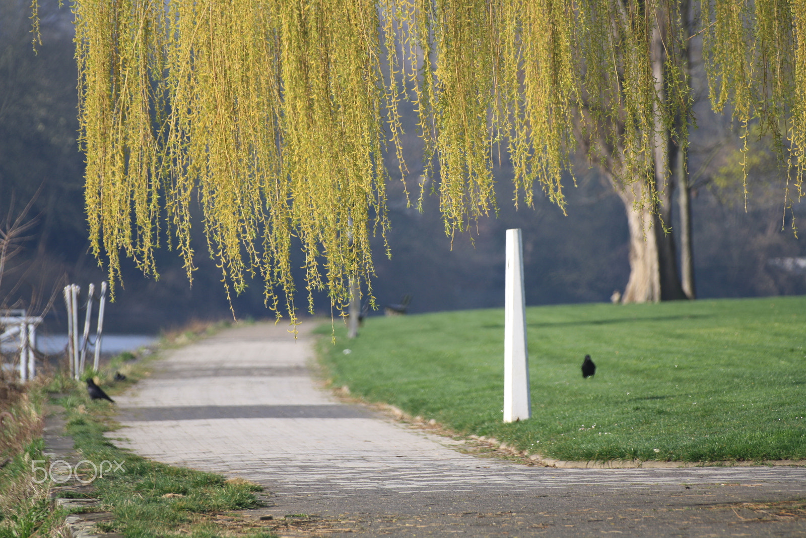 Canon EOS 1000D (EOS Digital Rebel XS / EOS Kiss F) + Sigma 50-200mm F4-5.6 DC OS HSM sample photo. Weeping-willow pathway to silence. photography