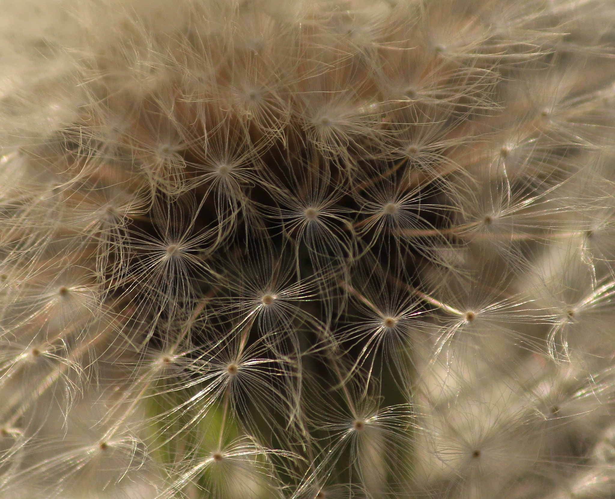 Canon EF-S 55-250mm F4-5.6 IS II sample photo