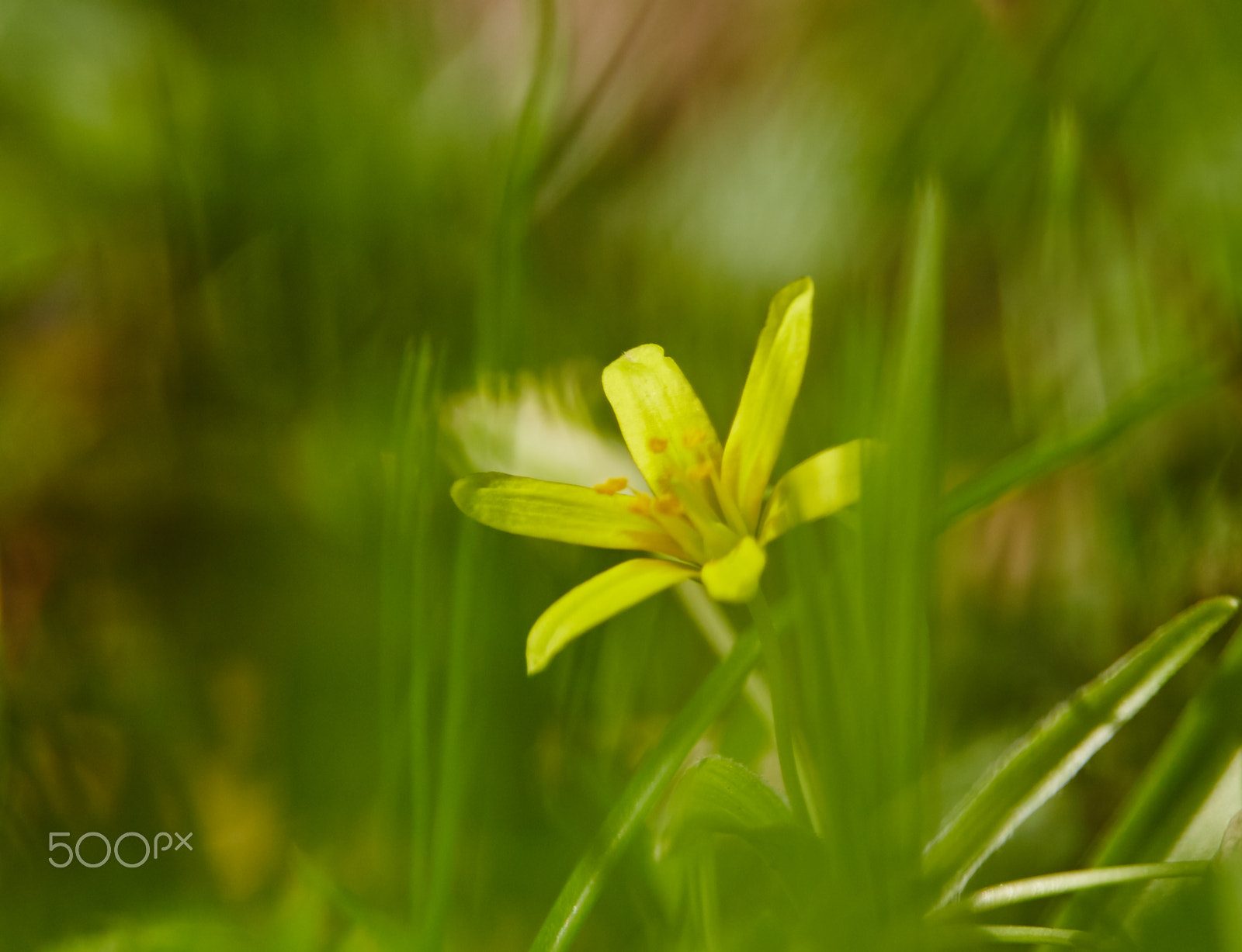 Tamron 28-300mm F3.5-6.3 Di VC PZD sample photo. Spring flower - yellow photography