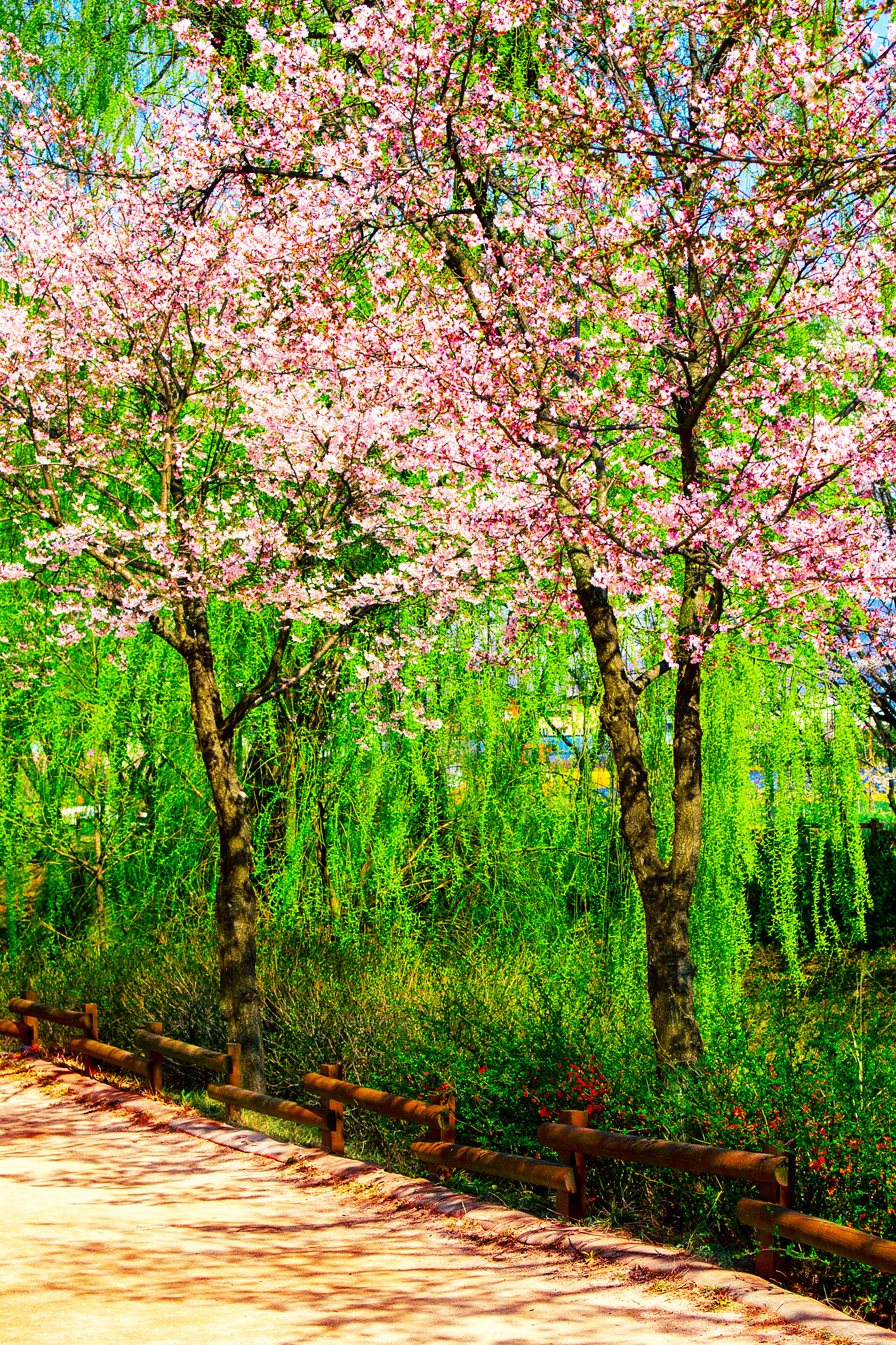 Olympus PEN E-P5 sample photo. Spring photography