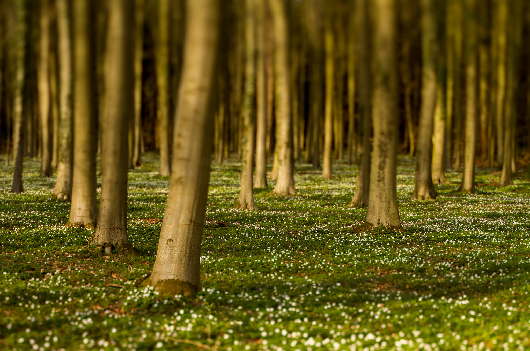 Canon EOS 7D + Canon TS-E 45mm F2.8 Tilt-Shift sample photo. Fairy tale forest photography