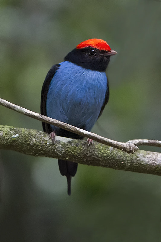 Swallow-tailed Manakin by Arlei Bertani / 500px