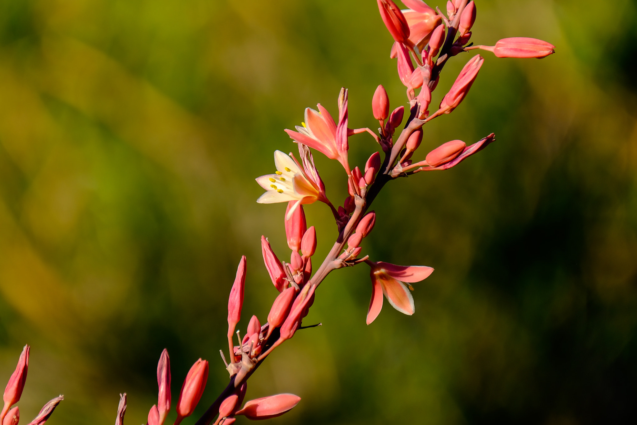 Fujifilm XF 100-400mm F4.5-5.6 R LM OIS WR sample photo. Red yucca photography