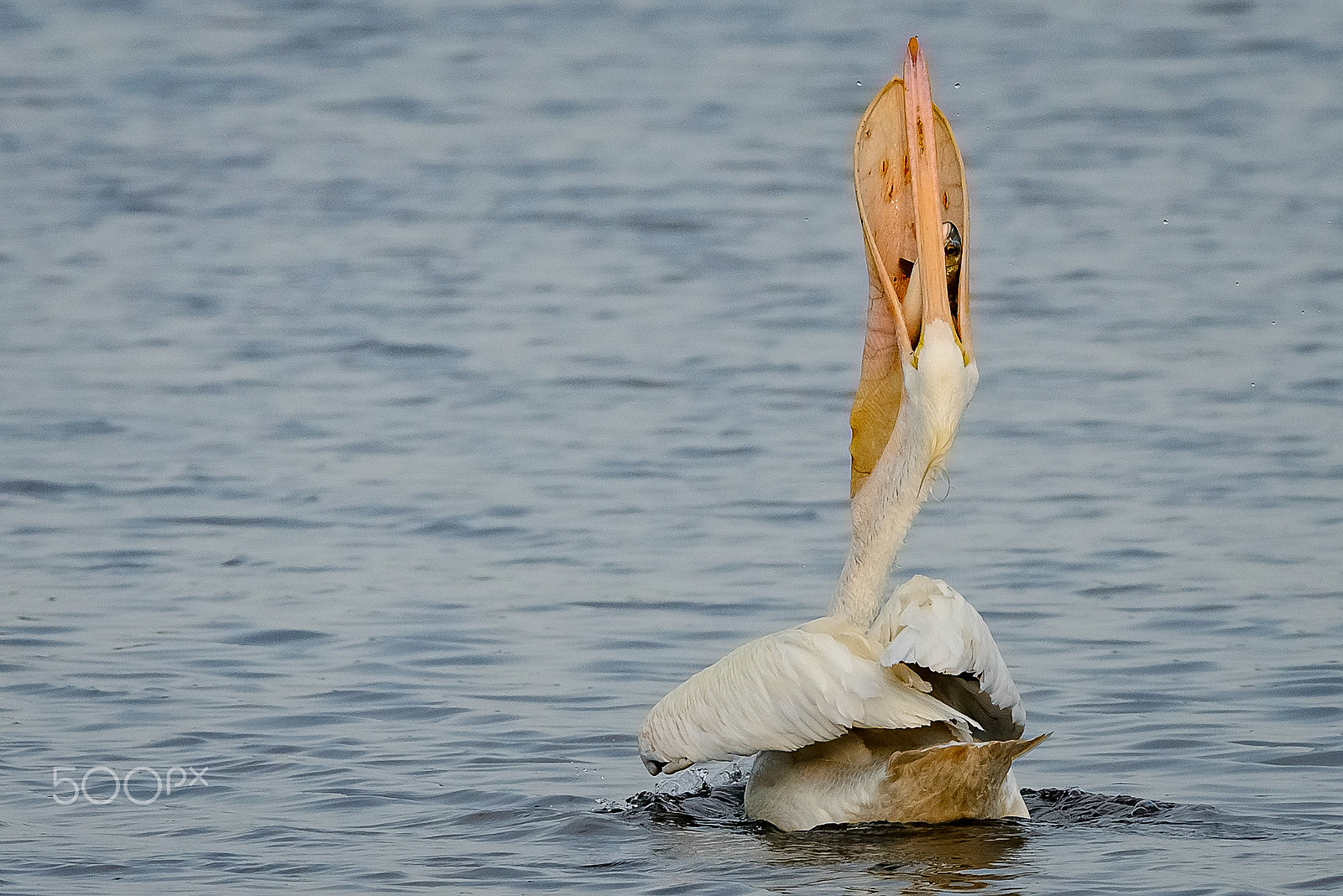 Nikon D610 + Nikon AF-S Nikkor 600mm F4G ED VR sample photo. Down the hatch! photography