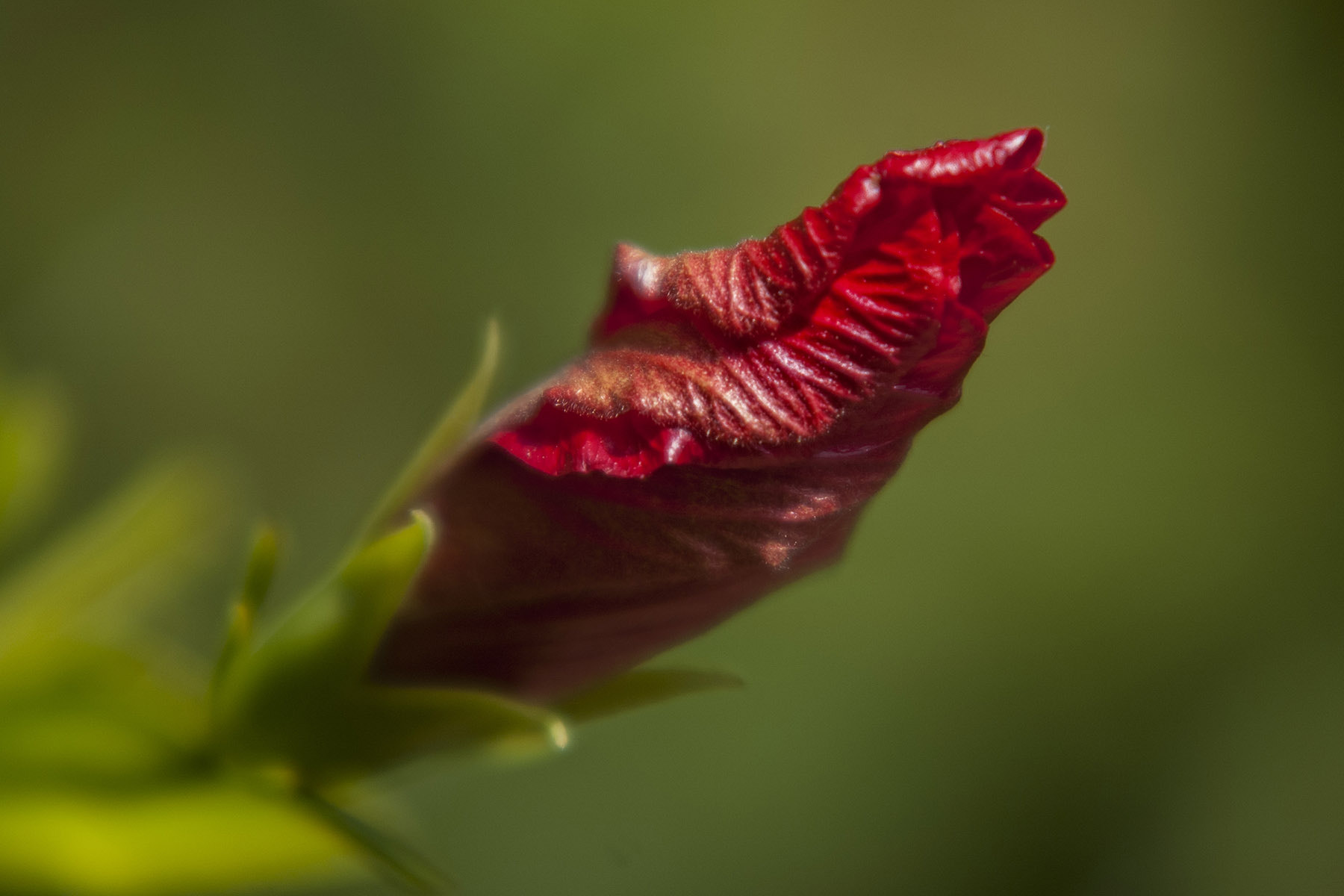 Sigma 70-200mm F2.8 EX DG Macro HSM II sample photo. Dsc_0046-2.jpg photography