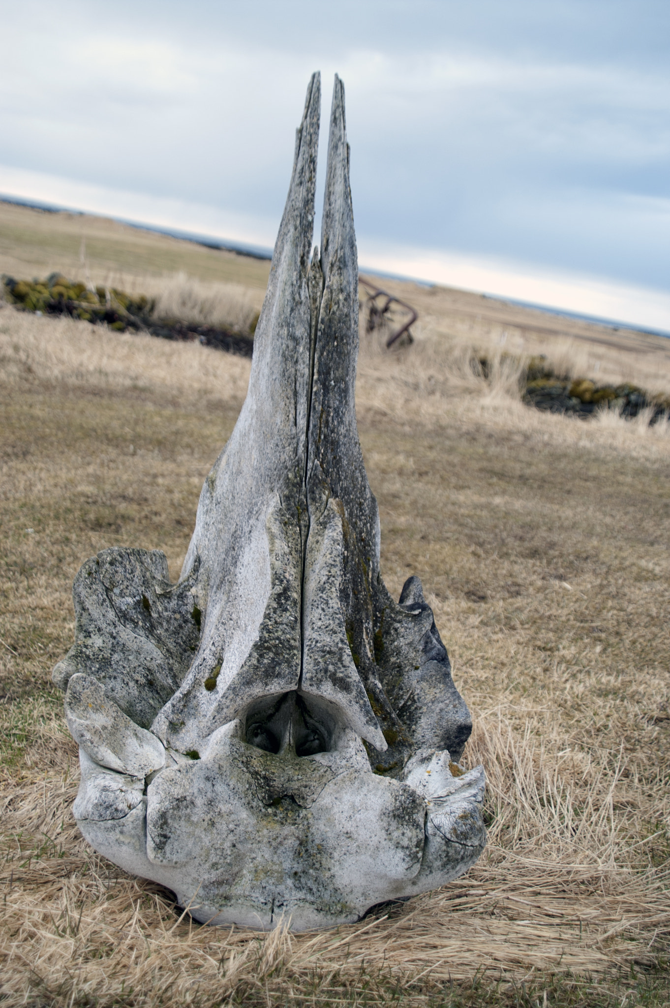 KONICA MINOLTA MAXXUM 5D sample photo. A whale of a bone photography