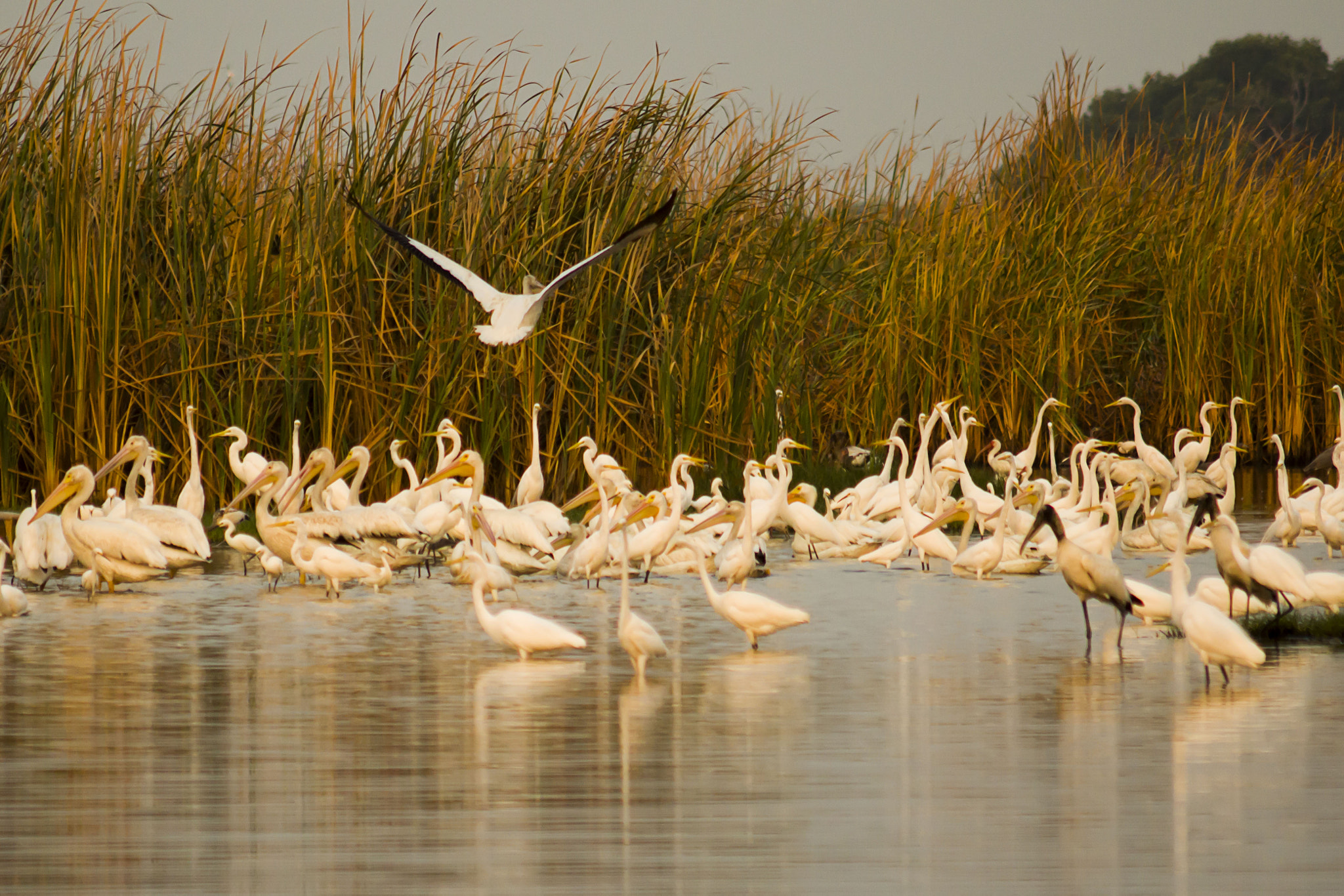 AF Zoom-Nikkor 75-300mm f/4.5-5.6 sample photo. Pelicanos,  garzas y cigueñas photography