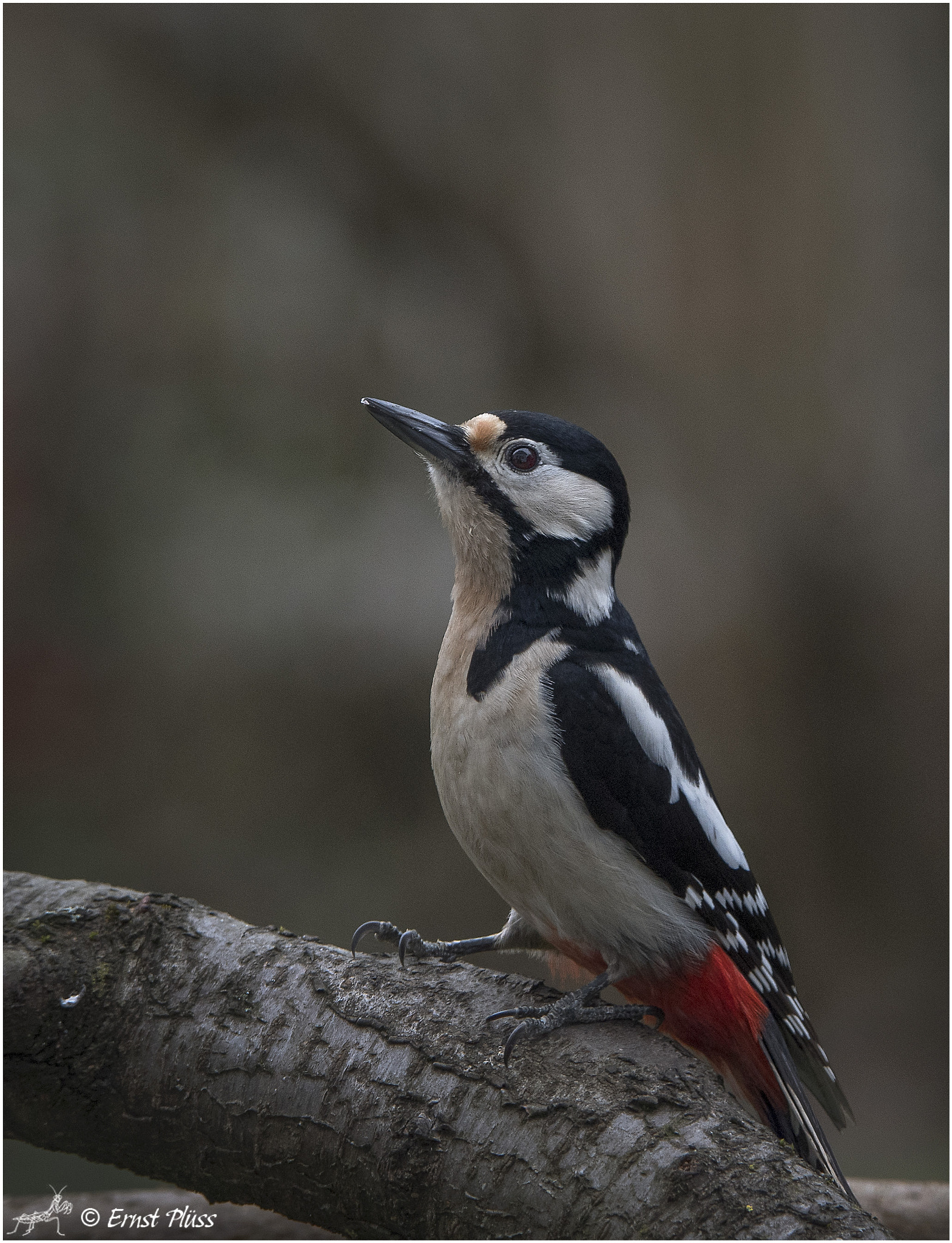 Nikon D5 sample photo. Great spotted woodpecker photography