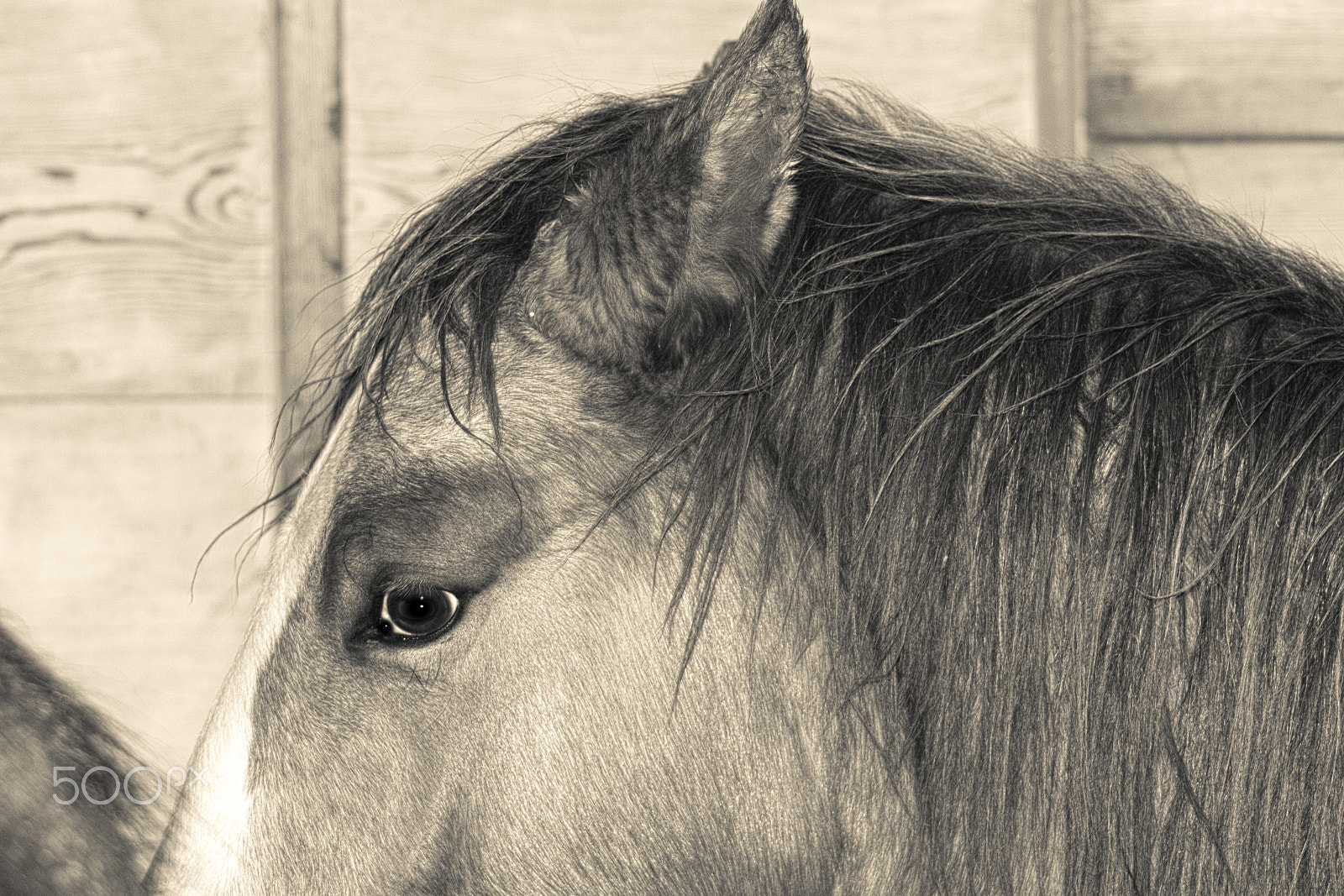 Canon EF 75-300mm f/4-5.6 USM sample photo. Mustang colt photography