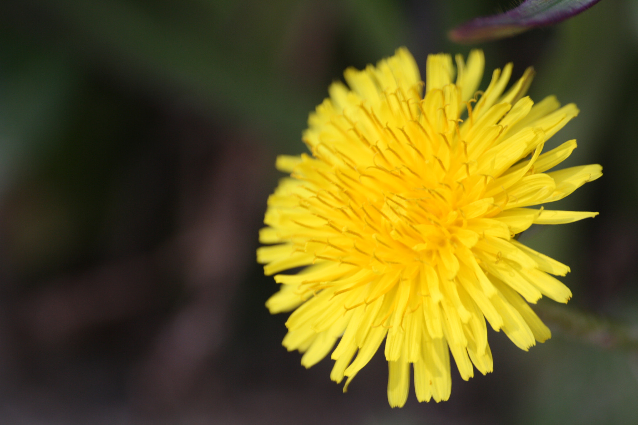 Canon EOS 1000D (EOS Digital Rebel XS / EOS Kiss F) + Sigma 50-200mm F4-5.6 DC OS HSM sample photo. A humble dandelion photography