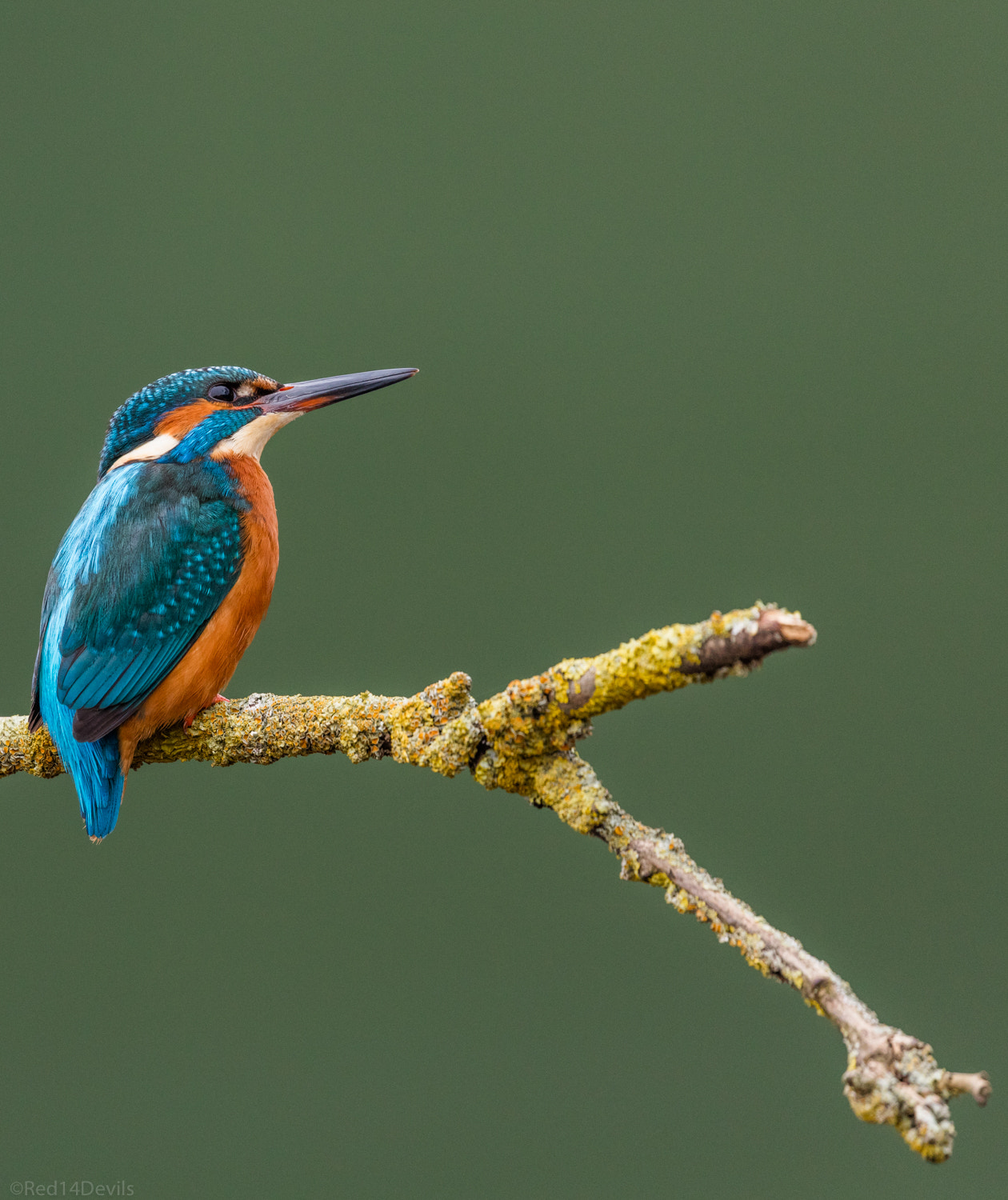 Canon EF 100-400mm F4.5-5.6L IS II USM sample photo. Kingfisher photography