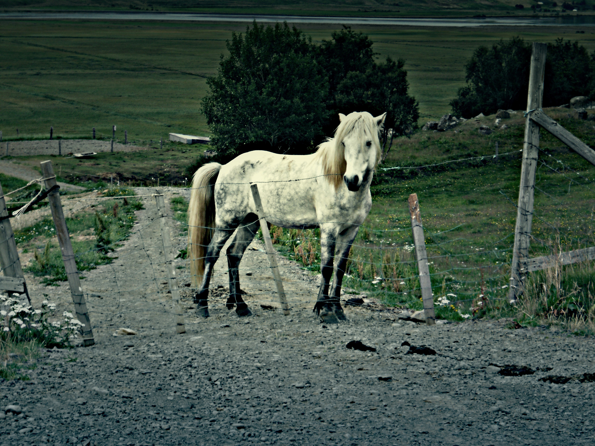 Nikon COOLPIX S2550 sample photo. Icelandic horse photography