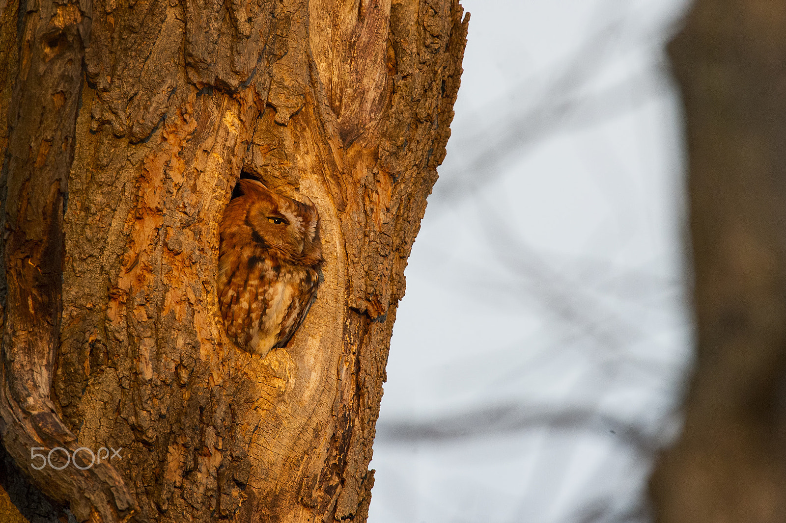 Nikon AF-S Nikkor 500mm F4G ED VR sample photo. Golden owl photography
