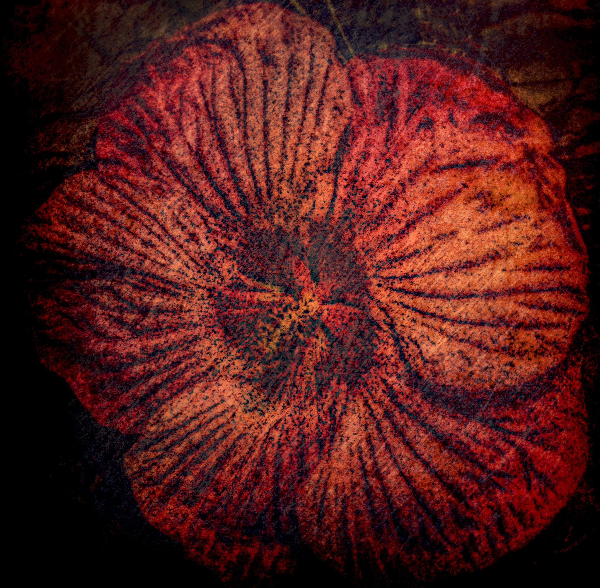 Canon EF 8-15mm F4L Fisheye USM sample photo. Hibiscus photography