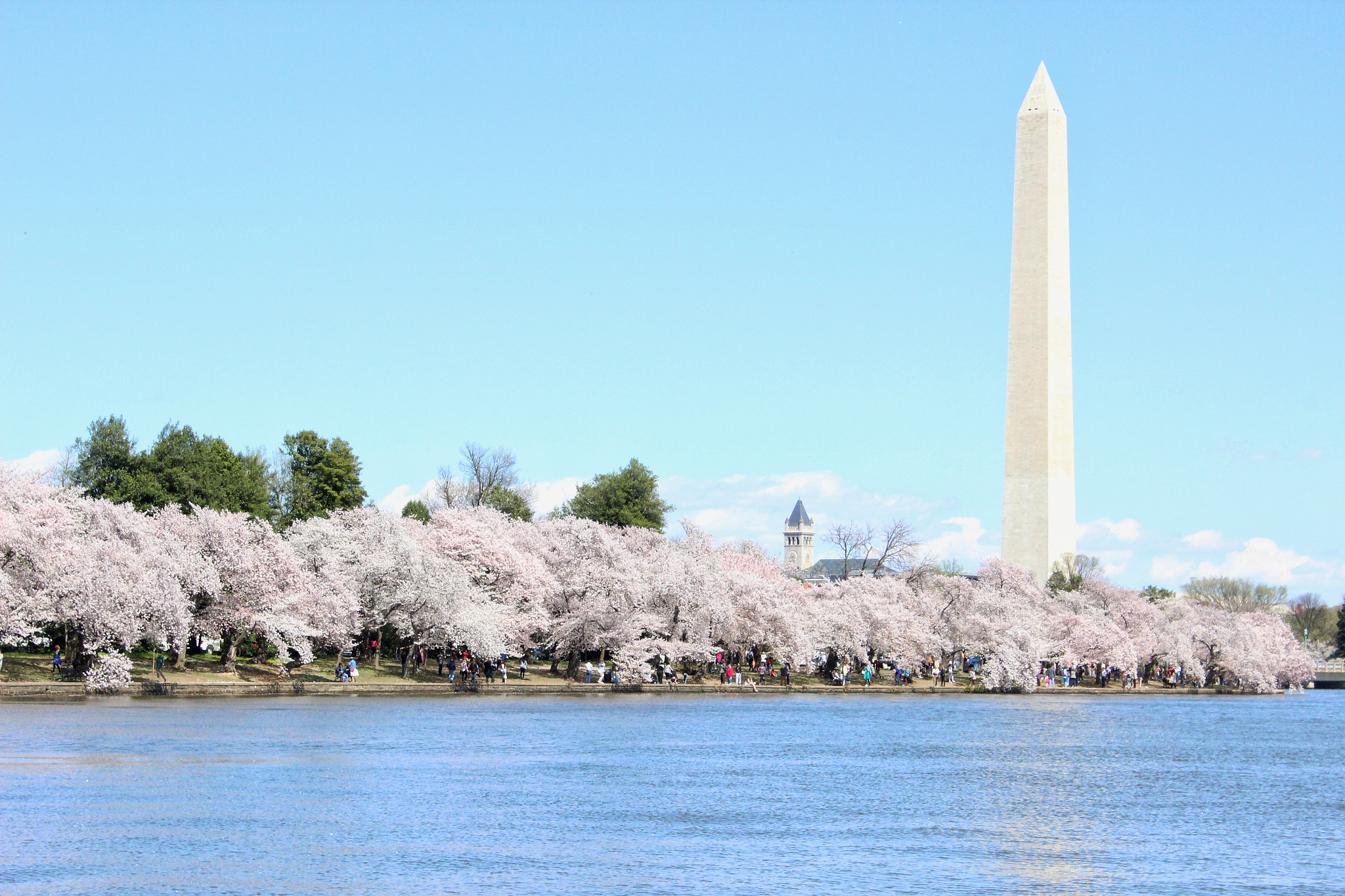 Canon EF-S 18-55mm F3.5-5.6 IS II sample photo. Cherryblossom's, washington dc. photography