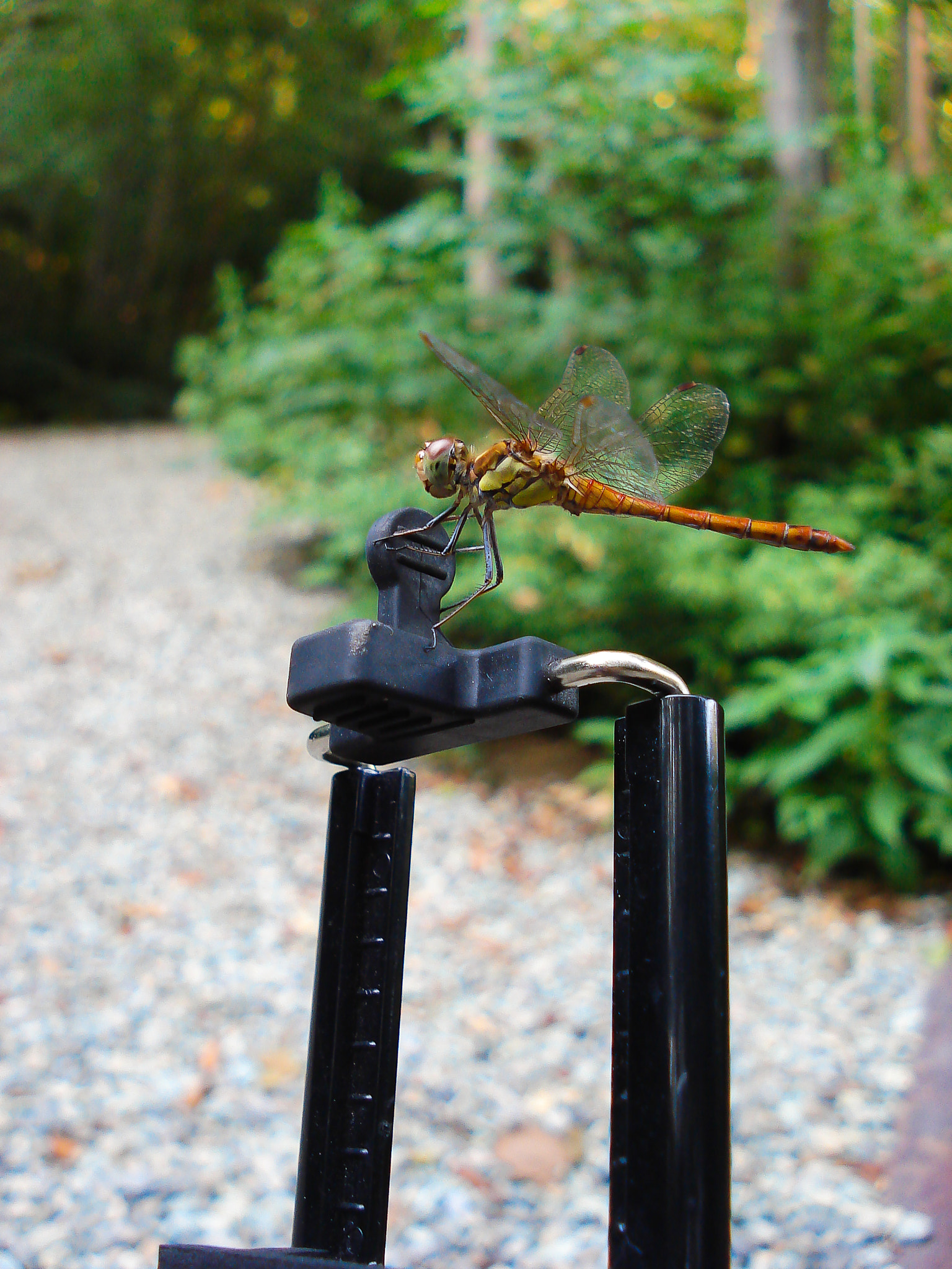 Sony DSC-W30 sample photo. Monopad & dragonfly photography